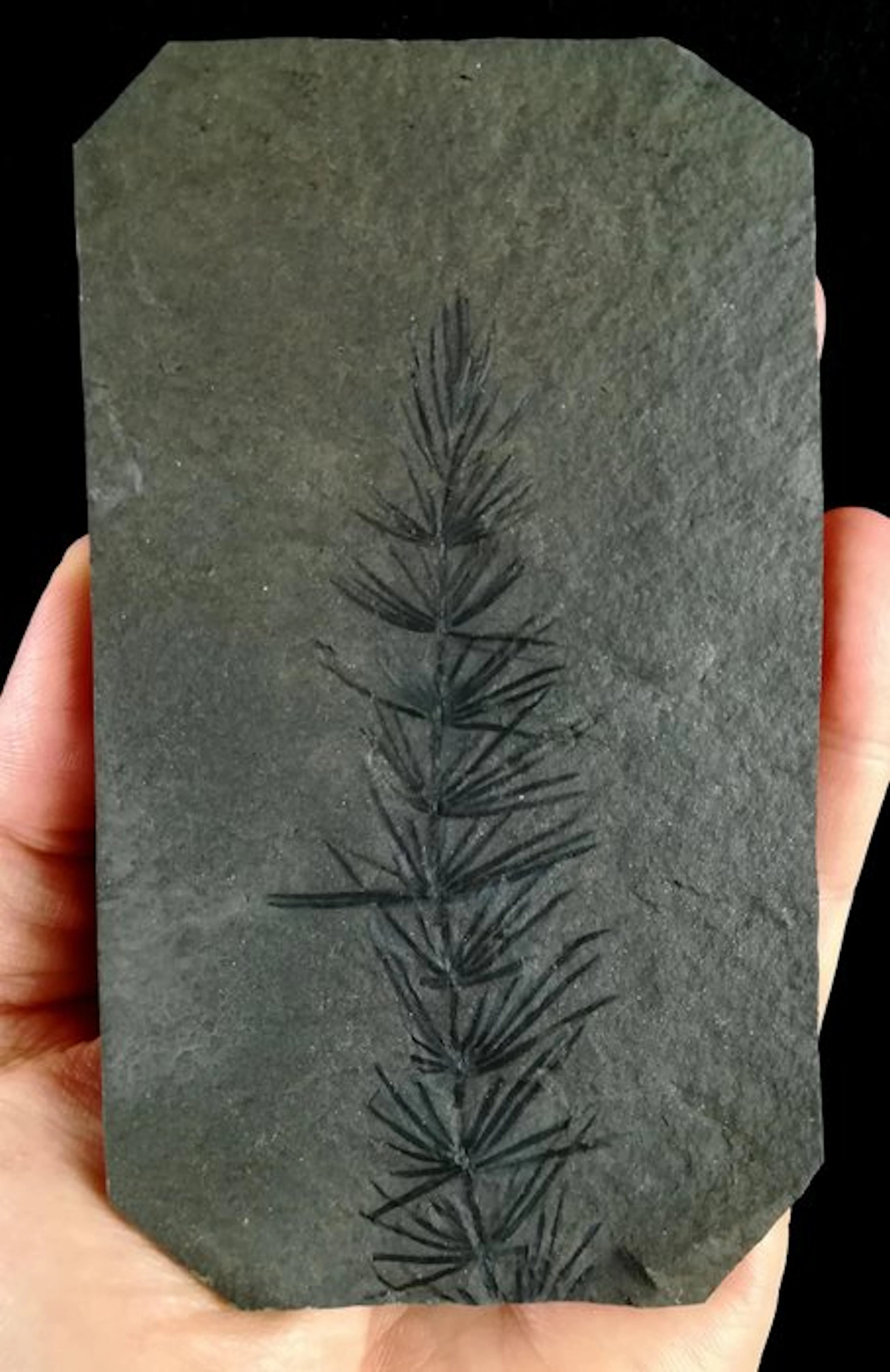 Fossil plant with exceptional preservation!! - Horsetail...