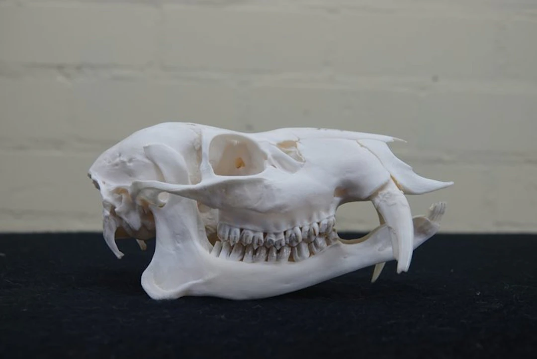 Chinese Water Deer Skull - Hydropotes inermis - 7.5 cm - 7.5 cm - 15 cm - (1)