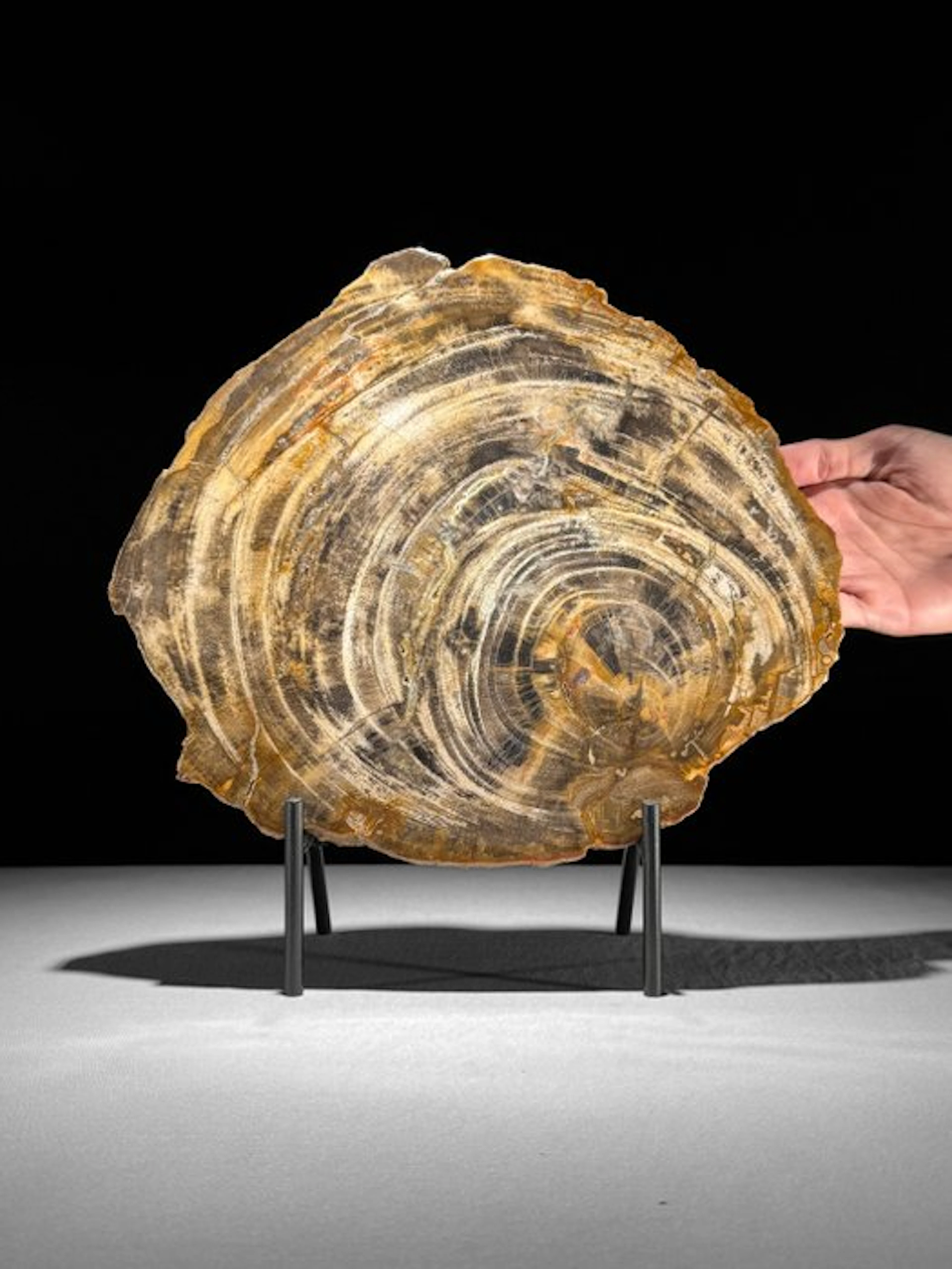 Wonderful Slice of Petrified Wood on a custom stand...