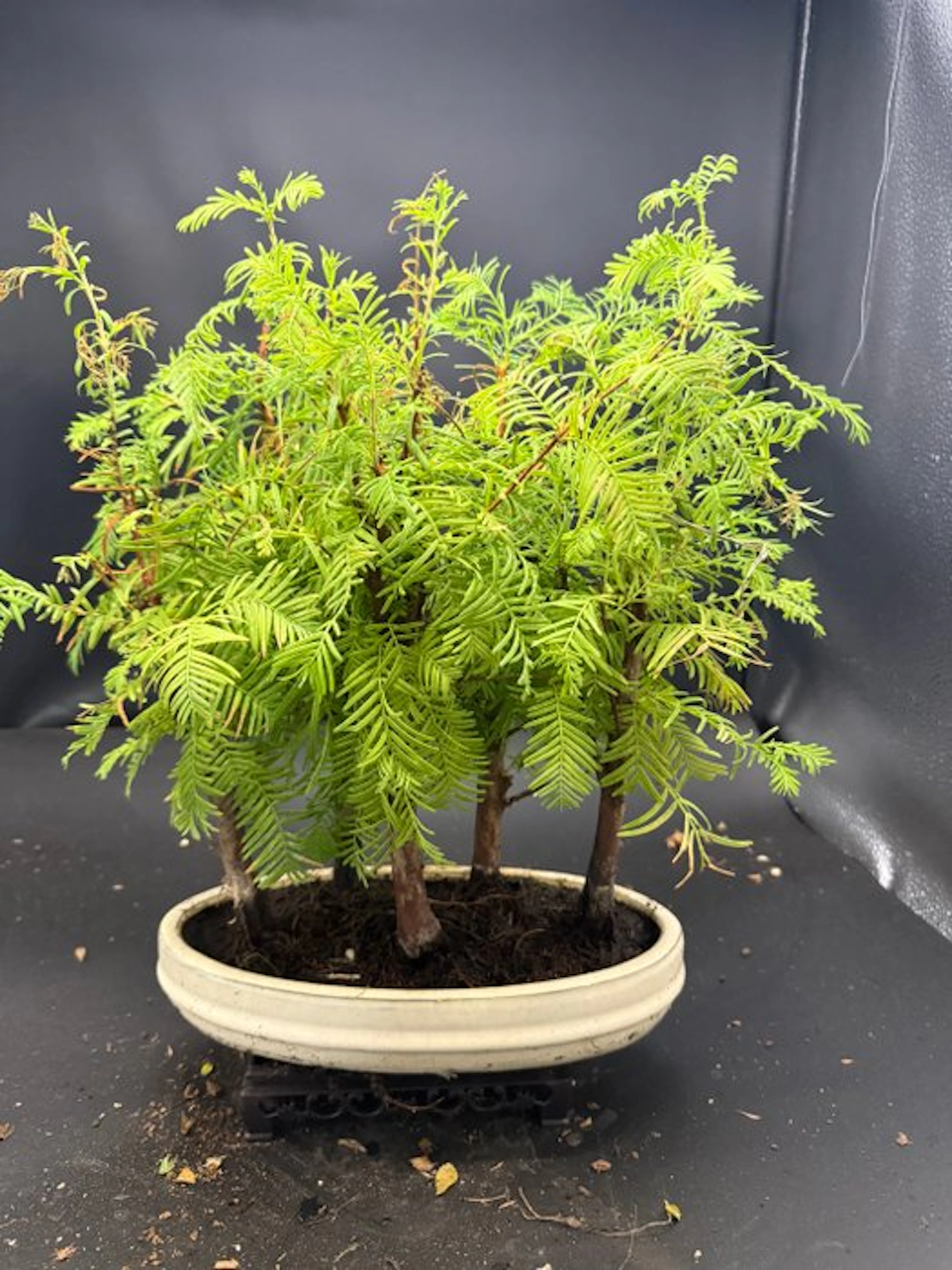 Metaseqouia - Height (Tree): 25 cm - Depth (Tree): 15 cm - Netherlands
