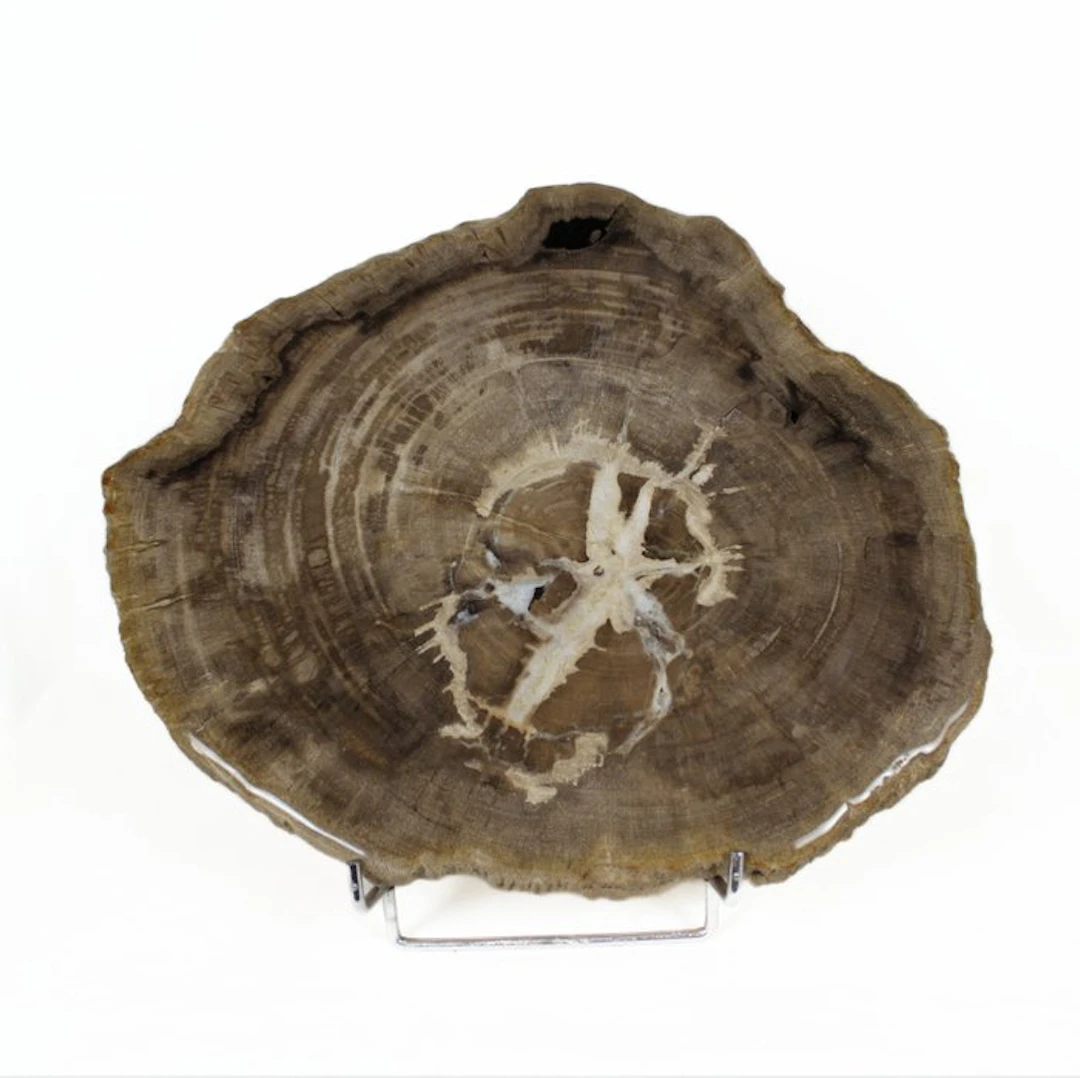 Petrified wood - Fossilised wood - Dipterocarpus - 35 cm...