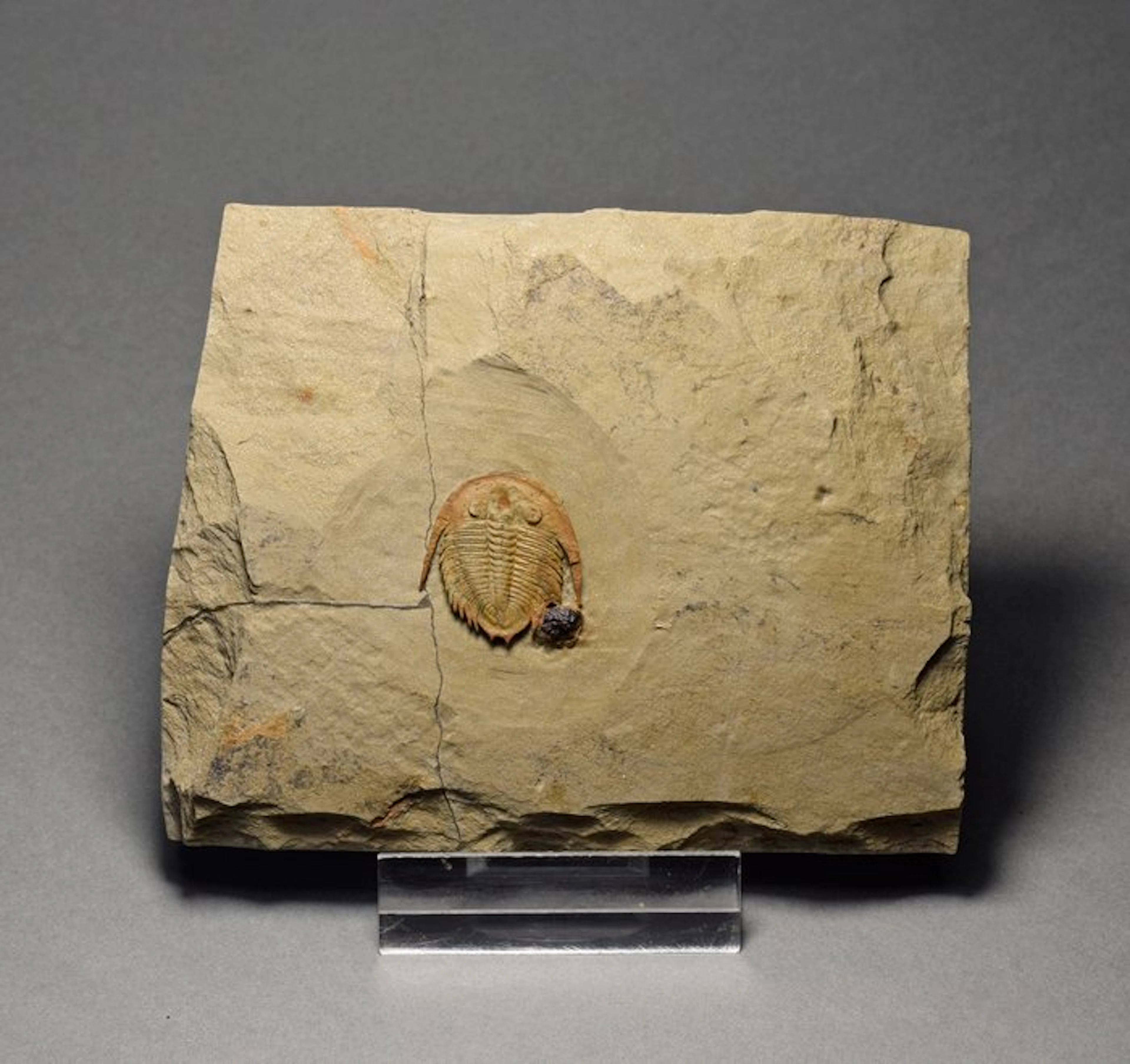 Finest small trilobite - Fossilised animal - Dactylocephalus sp.