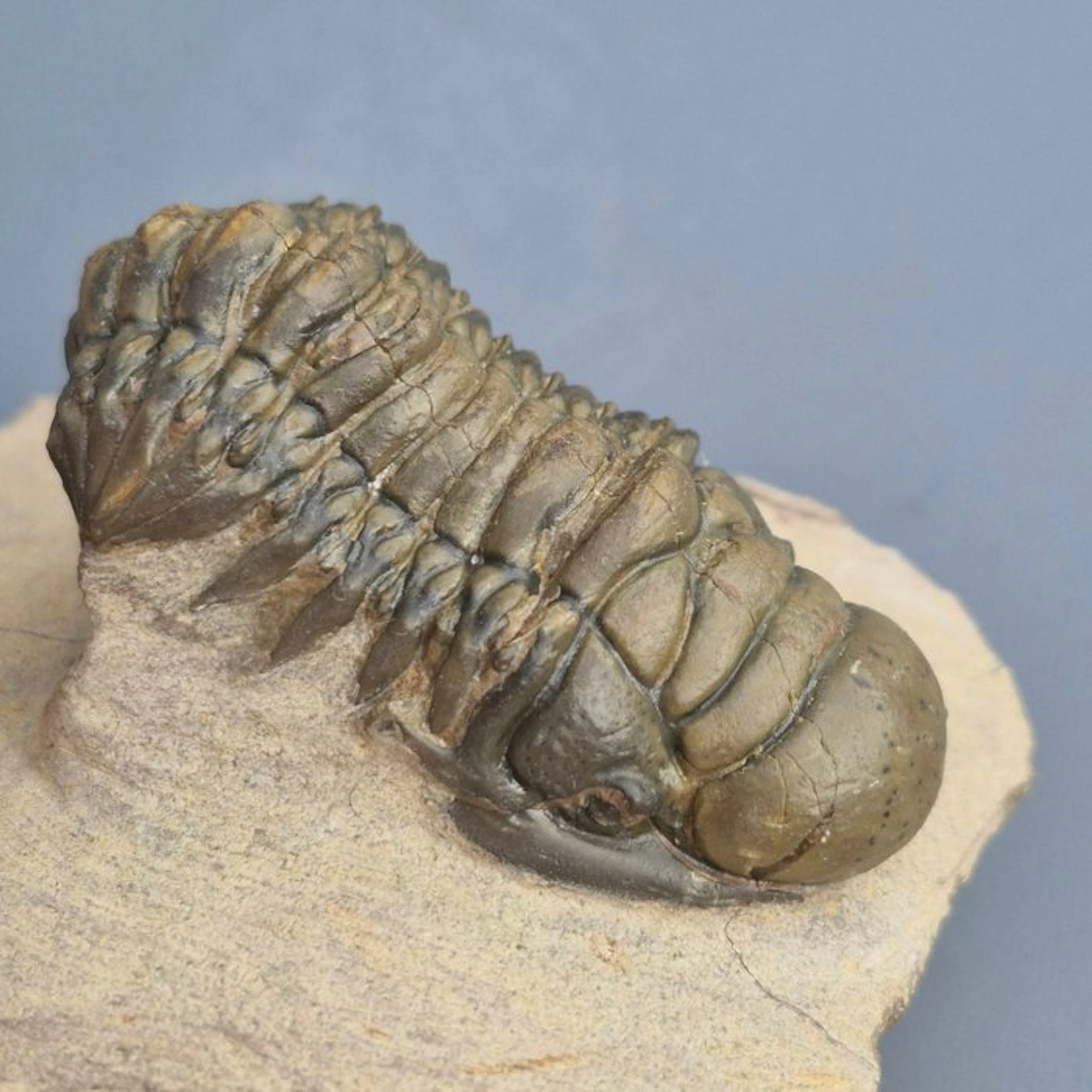 Trilobite - Fossilised animal - Crotalocephalina gibbus...