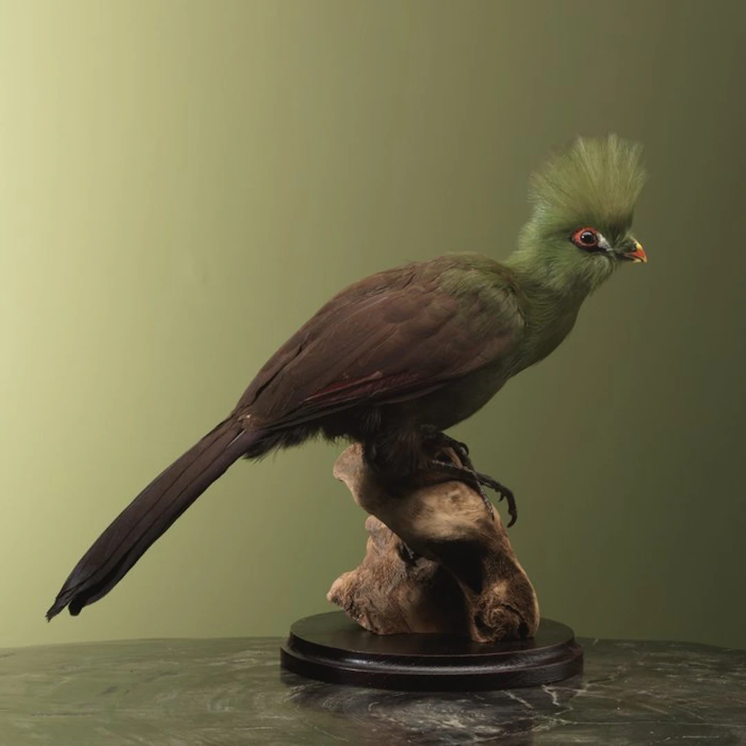Toerako Taxidermy full body mount - Tauraco persa buffoni...