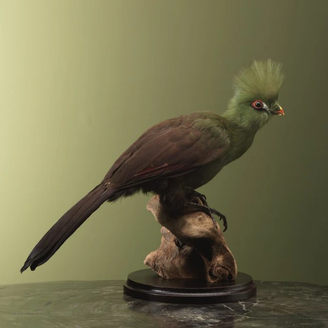 Toerako Taxidermy full body mount - Tauraco persa buffoni...