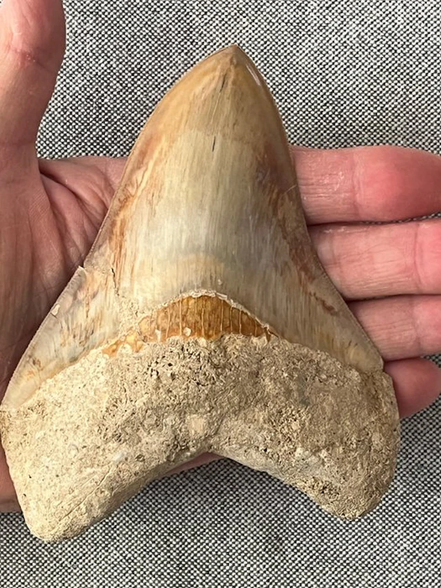 Huge Megalodon tooth 13,0 cm - Fossil tooth - Carcharocles megalodon