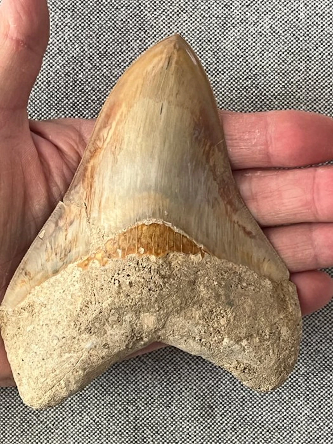 Huge Megalodon tooth 13,0 cm - Fossil tooth - Carcharocles megalodon