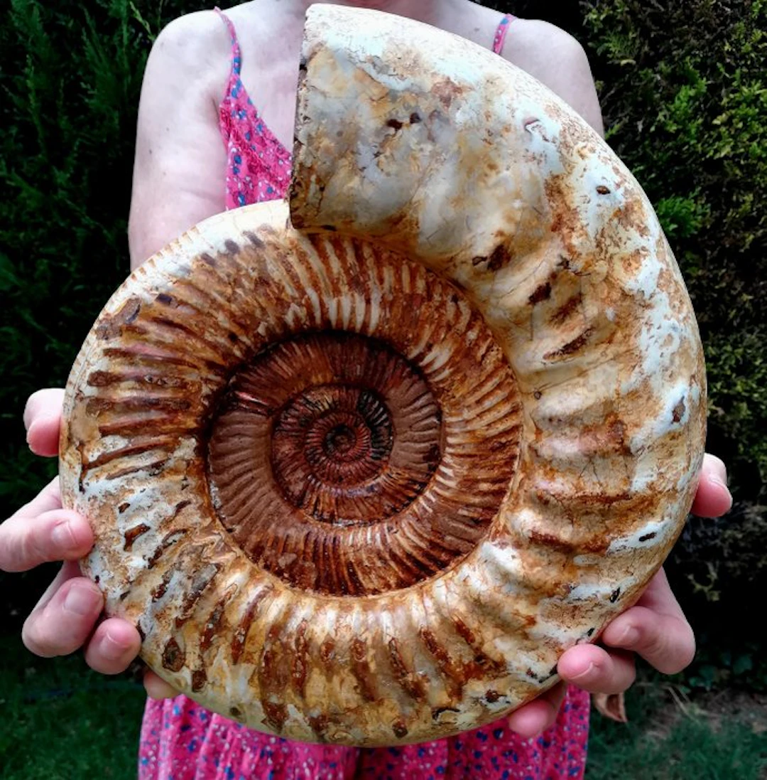 Ammonite - Fossilised animal - Kranaosphinctes roedereri...