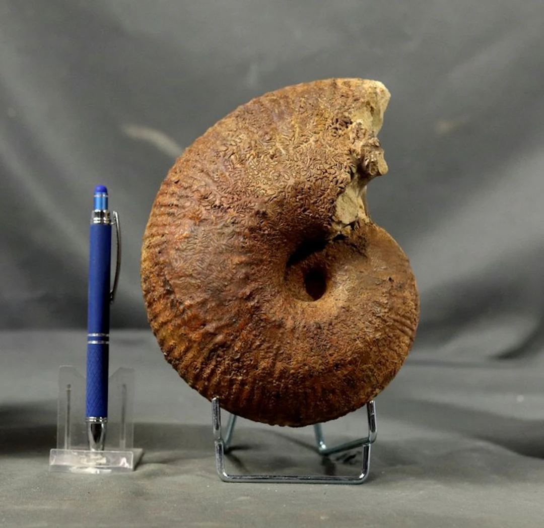 Rarely offered ammonite - Both sides preserved and...