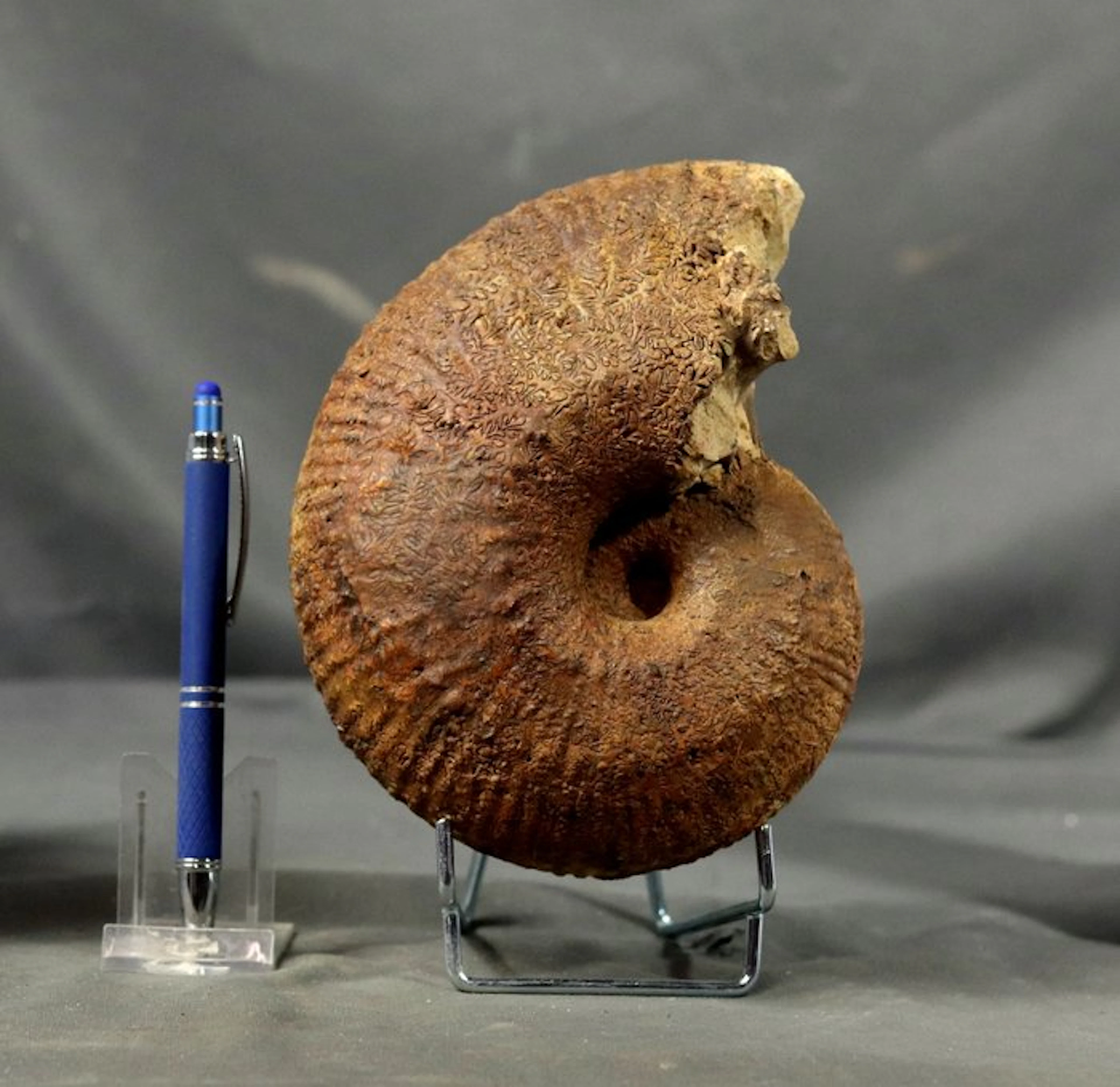 Rarely offered ammonite - Both sides preserved and...