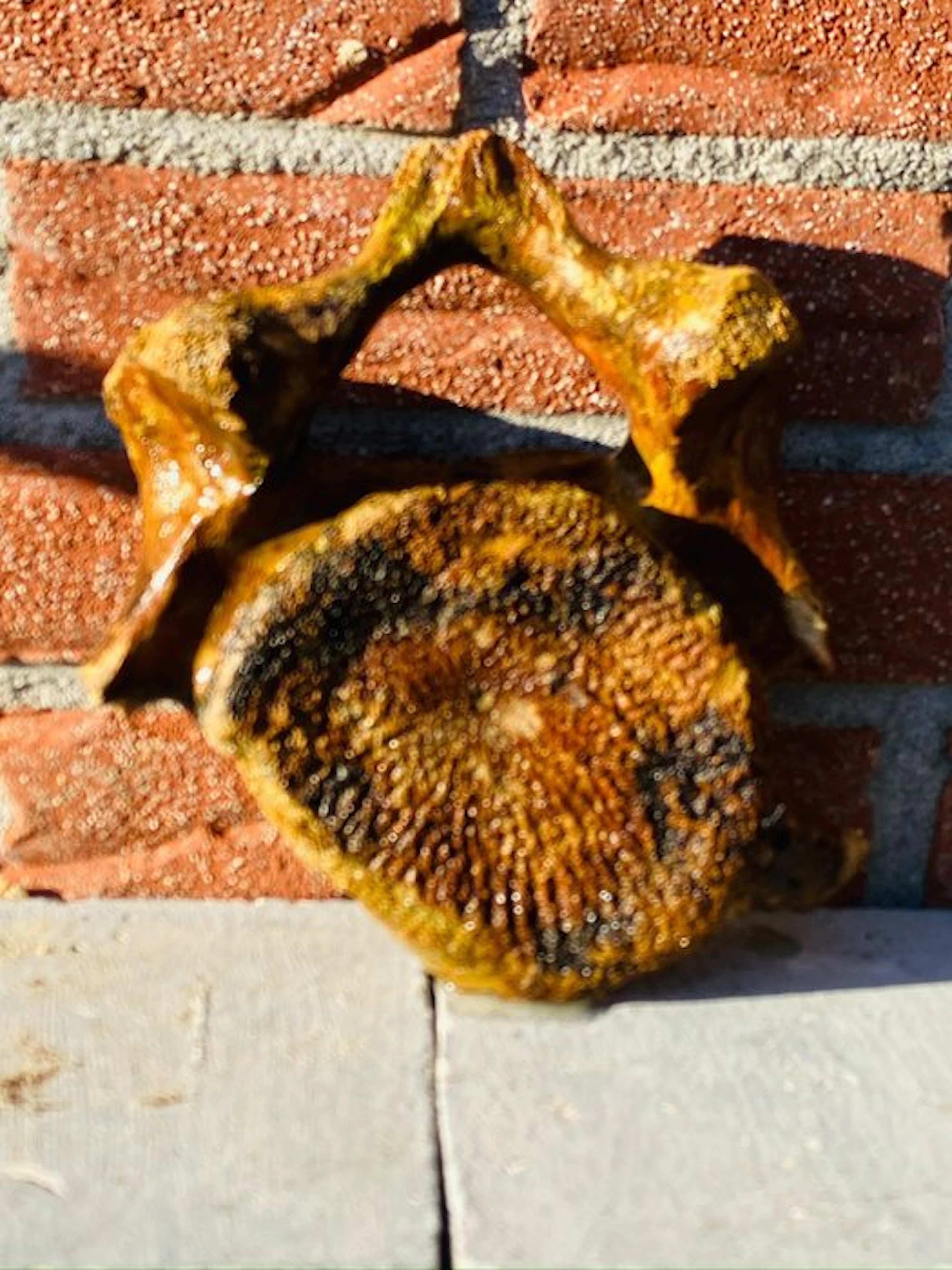 Woolly Mammoth - Fossil vertebra bone - 18 cm - 12 cm (No reserve price)