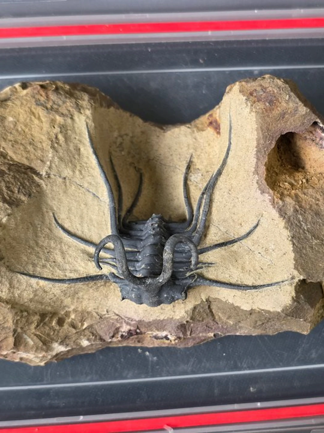 Trilobite - Fossilised animal - Dicranurus Trilobite - 12 cm