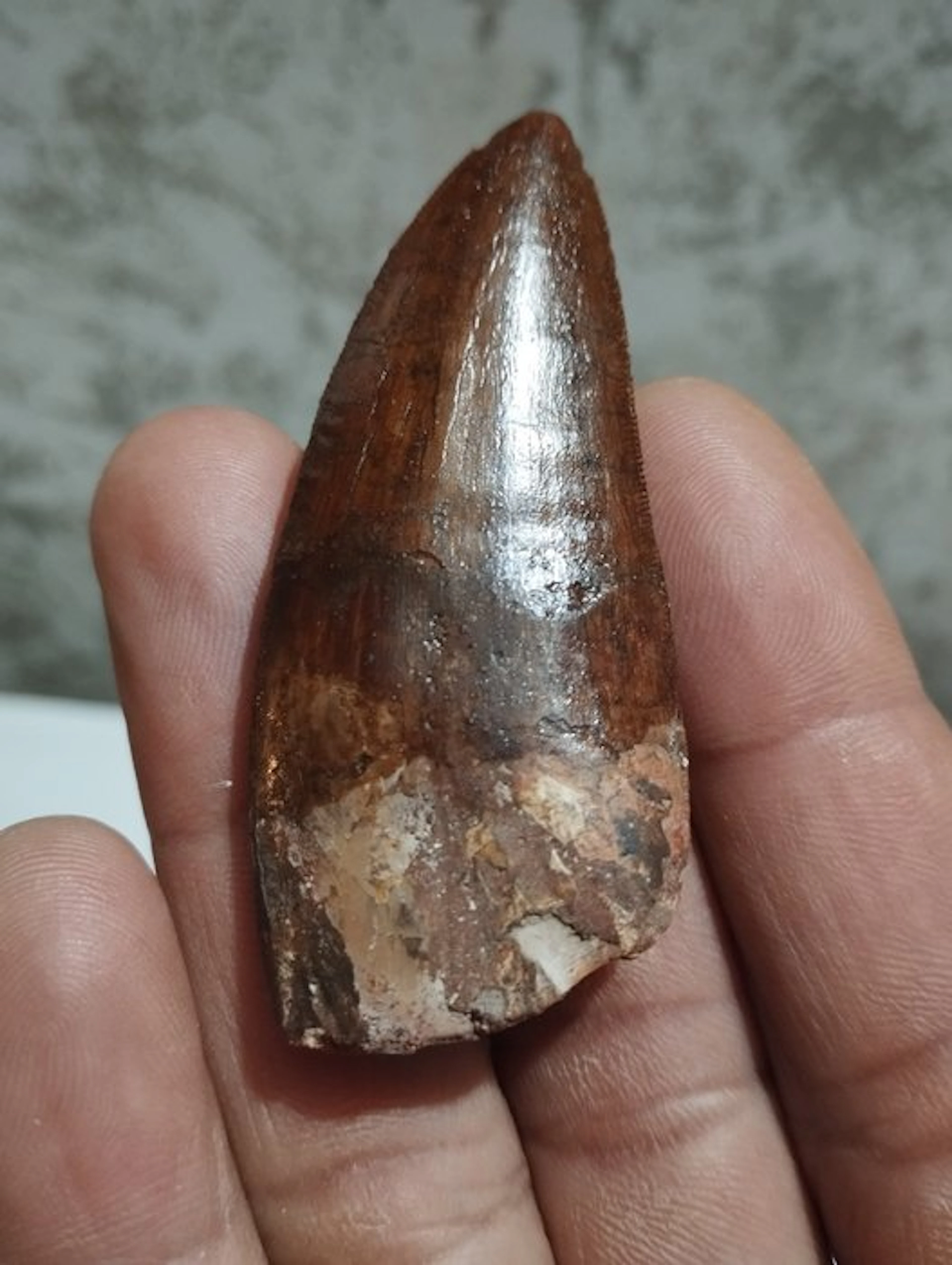 Carcharodontosaur - Fossilised animal - 7.5 cm - 2.5 cm