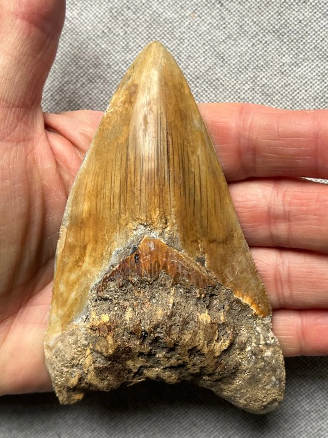 Megalodon tooth 11,2 cm - Fossil tooth - Carcharocles...