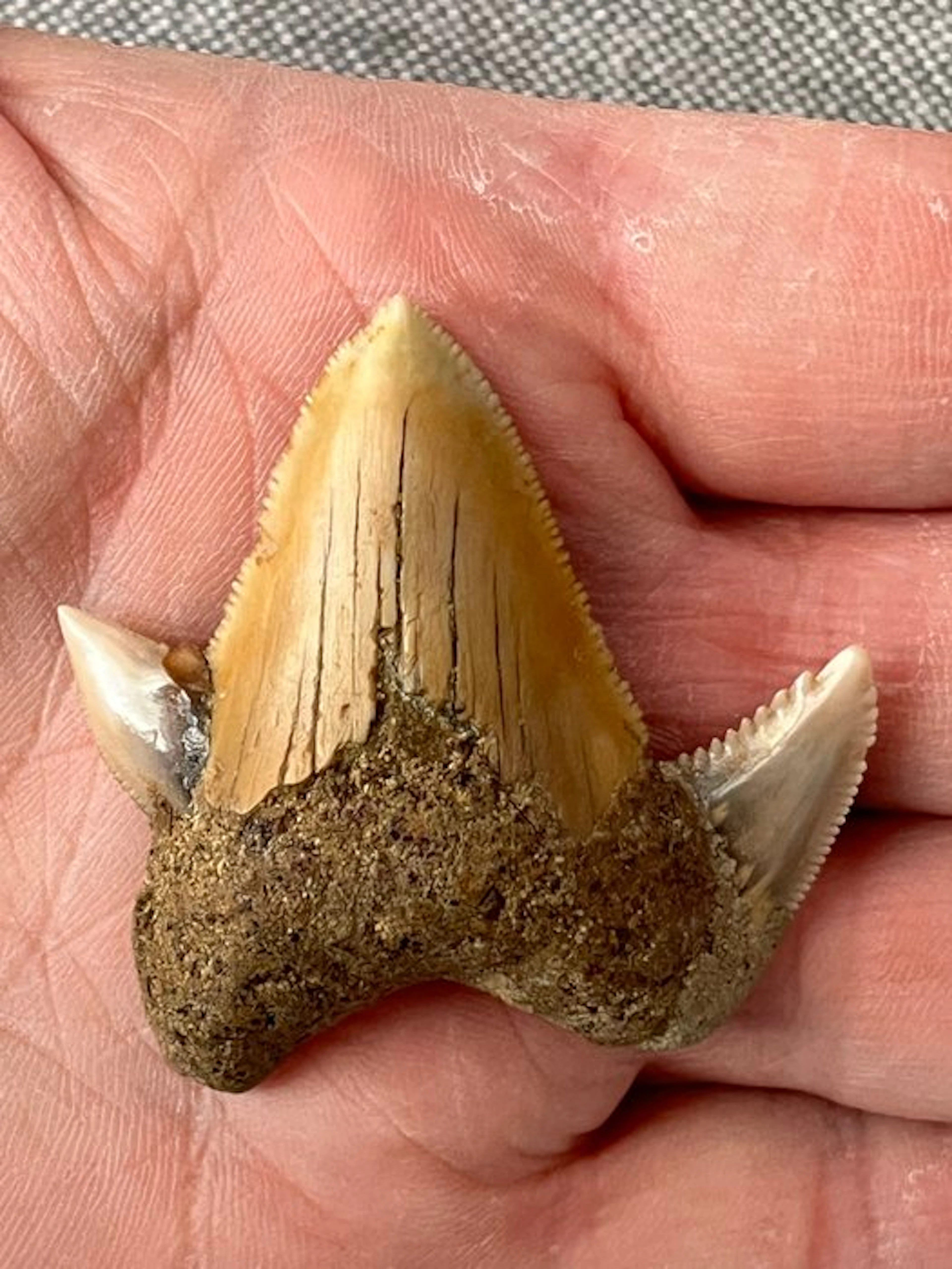 Megalodon tooth 4,8 cm - Fossil tooth - Carcharocles...