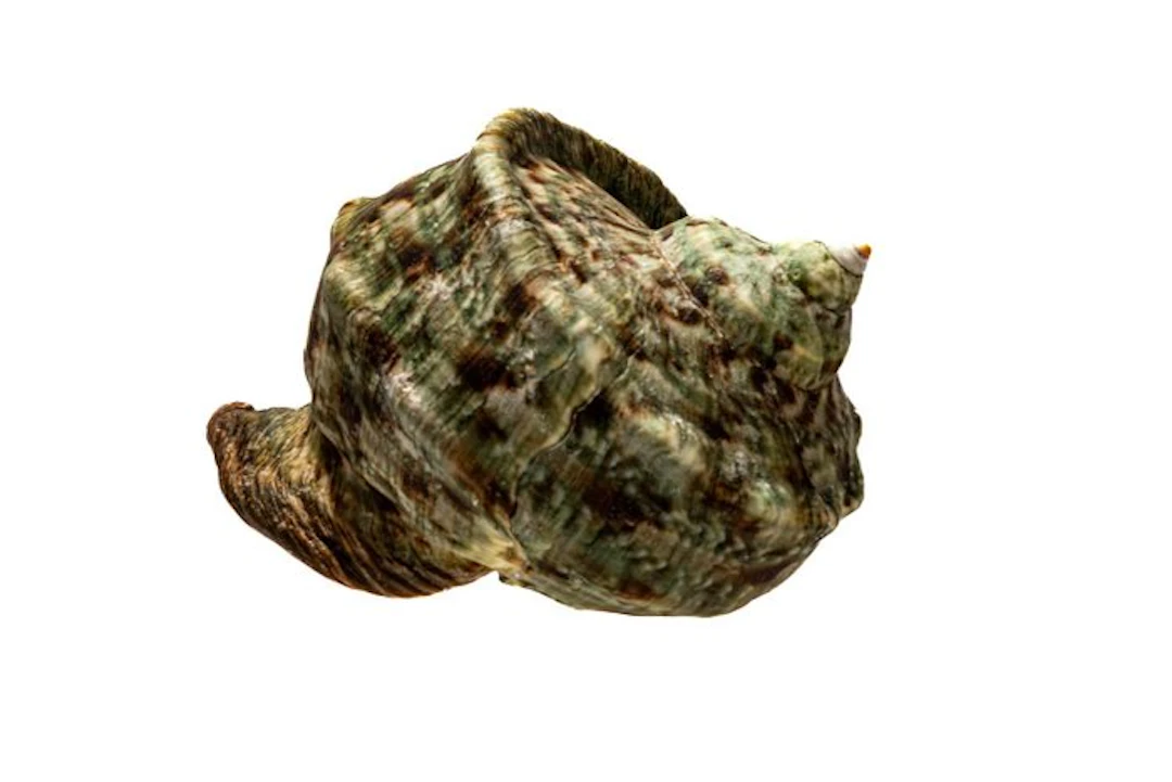 Turbo marmoratus - Giant Green Turban - Perfect GEM with...