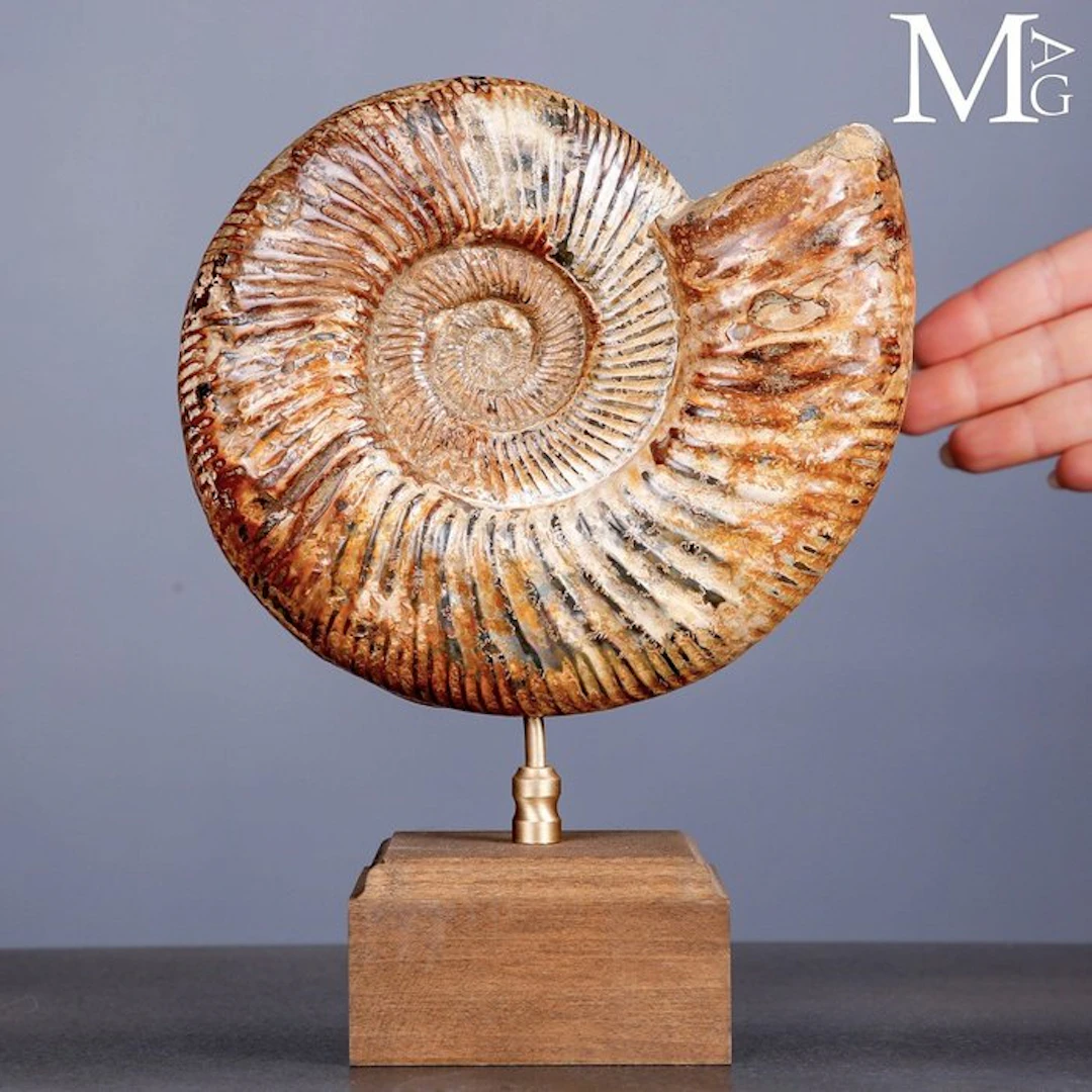 First Quality Fossil Specimen - Perisphinctes Ammonite...