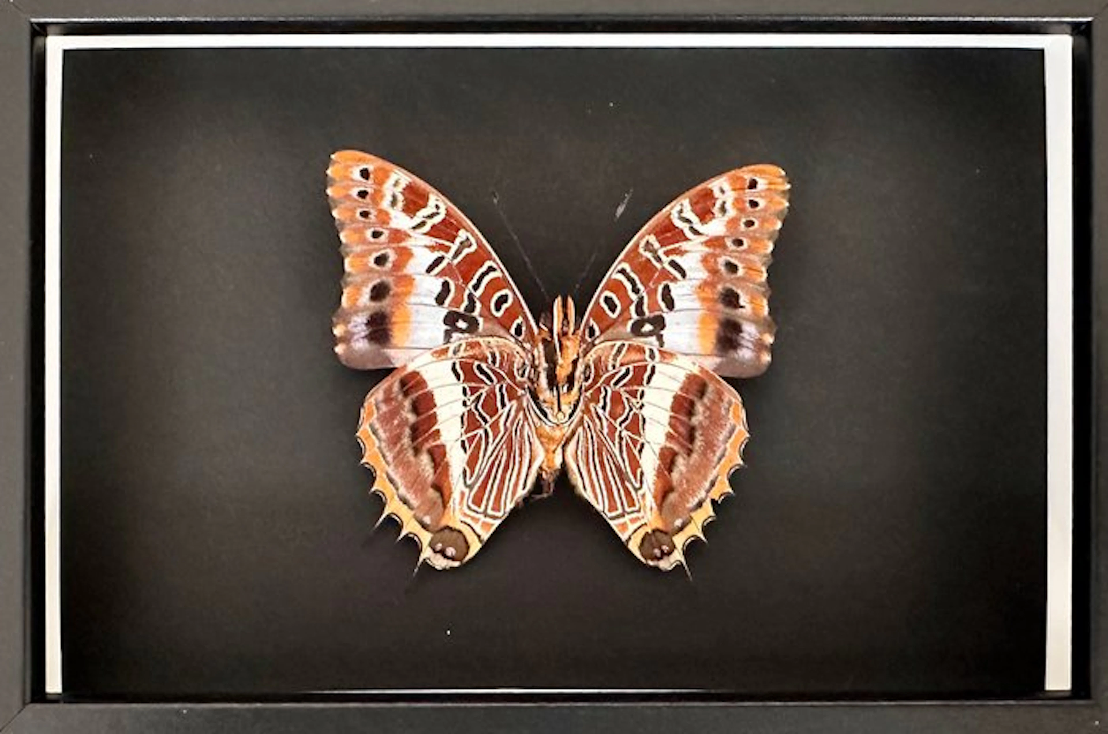 Butterfly Taxidermy full body mount - Charaxes Brutus...