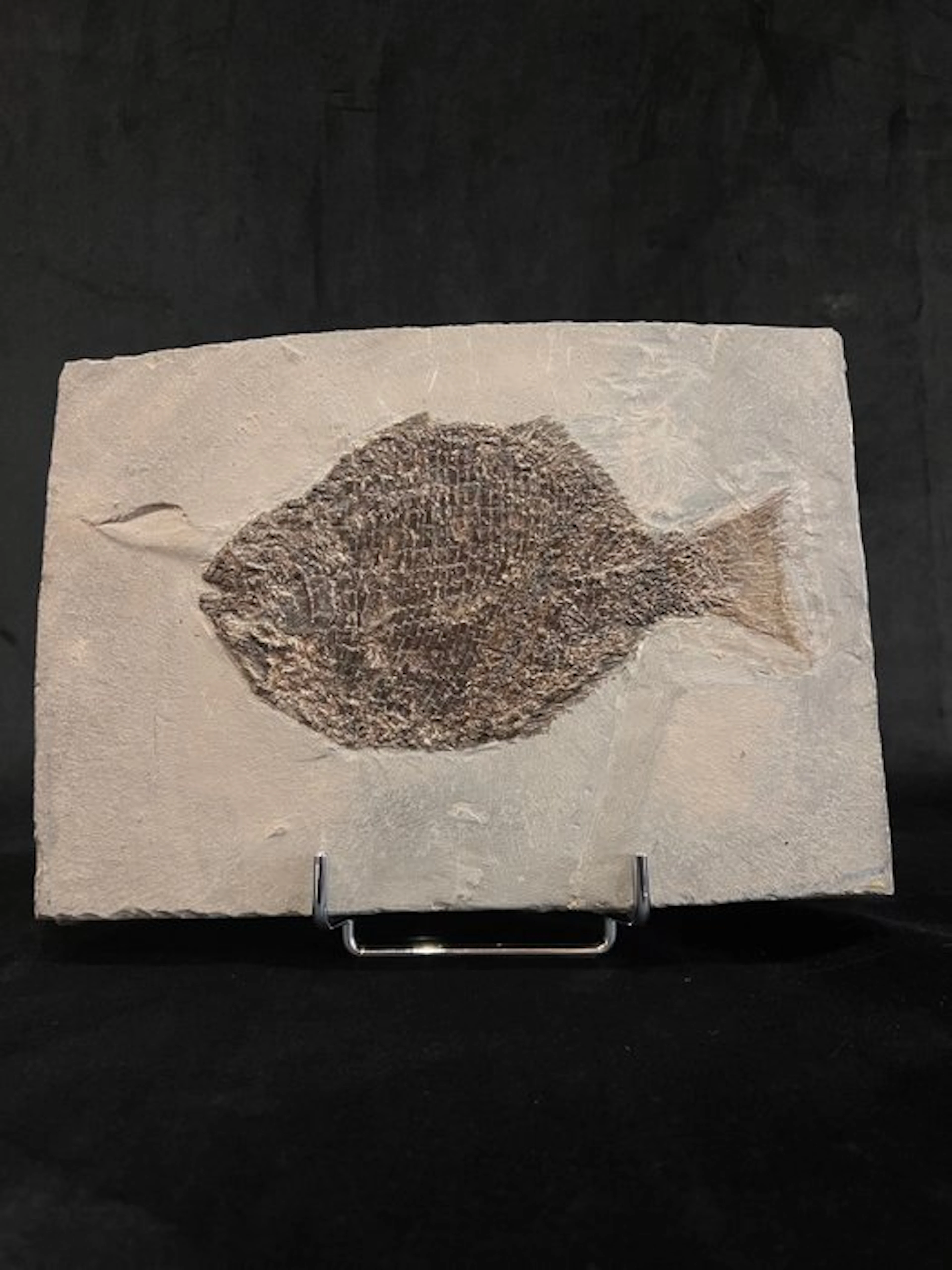 Fish - Fossil skeleton - Dapedium - 21 cm - 29 cm