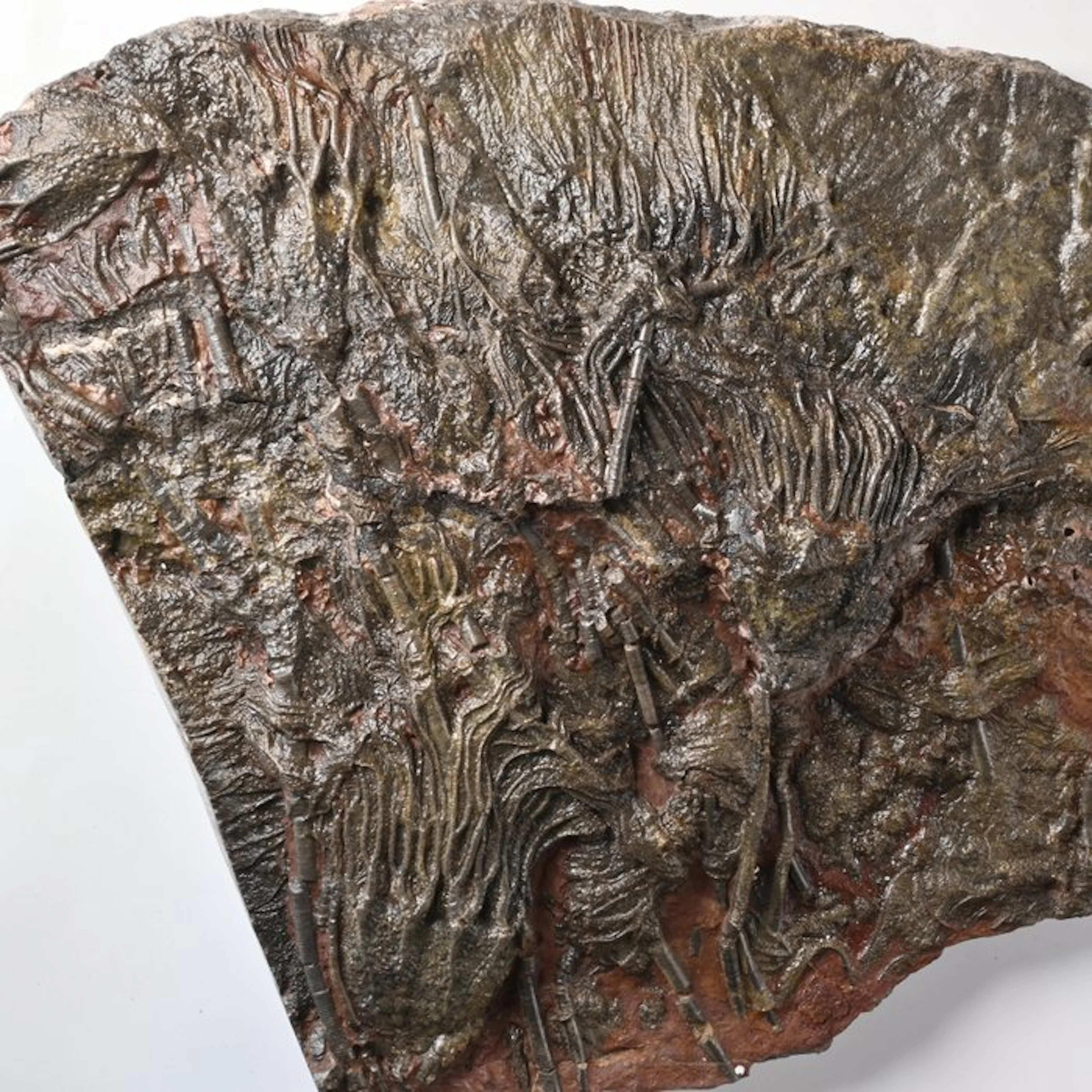Sea Lily - Fossil mortality plate - Scyphocrinites...