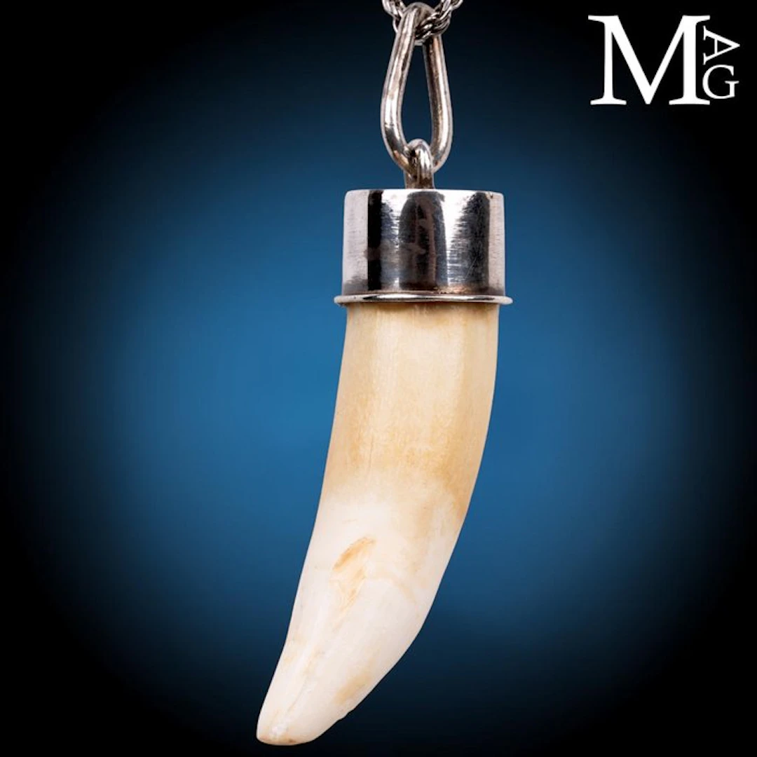 Authentic Mammal Tooth with Natural Patina Handcrafted...