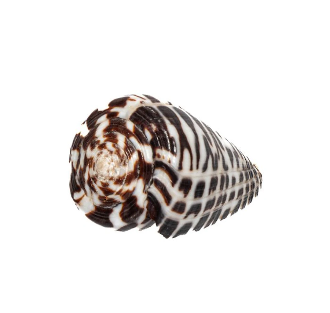 Conus polyglotta (40mm) - Philippines - Exceptional GEM...