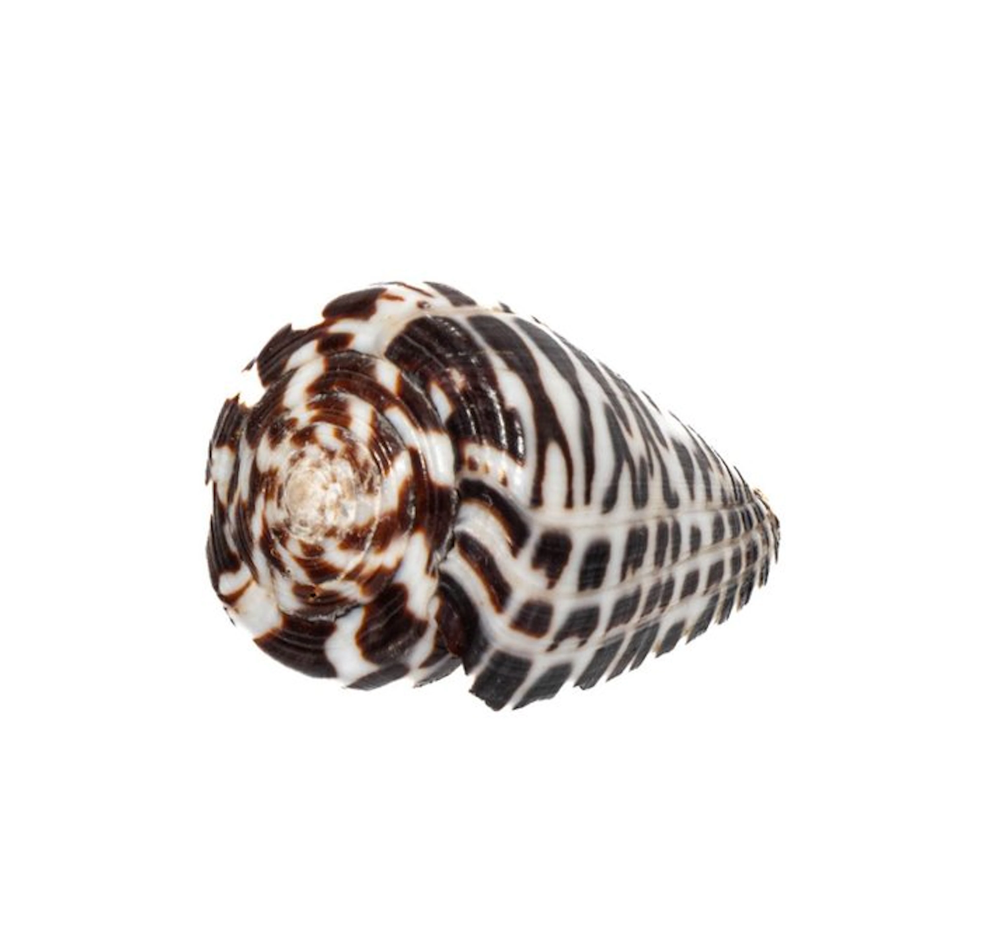 Conus polyglotta (40mm) - Philippines - Exceptional GEM...