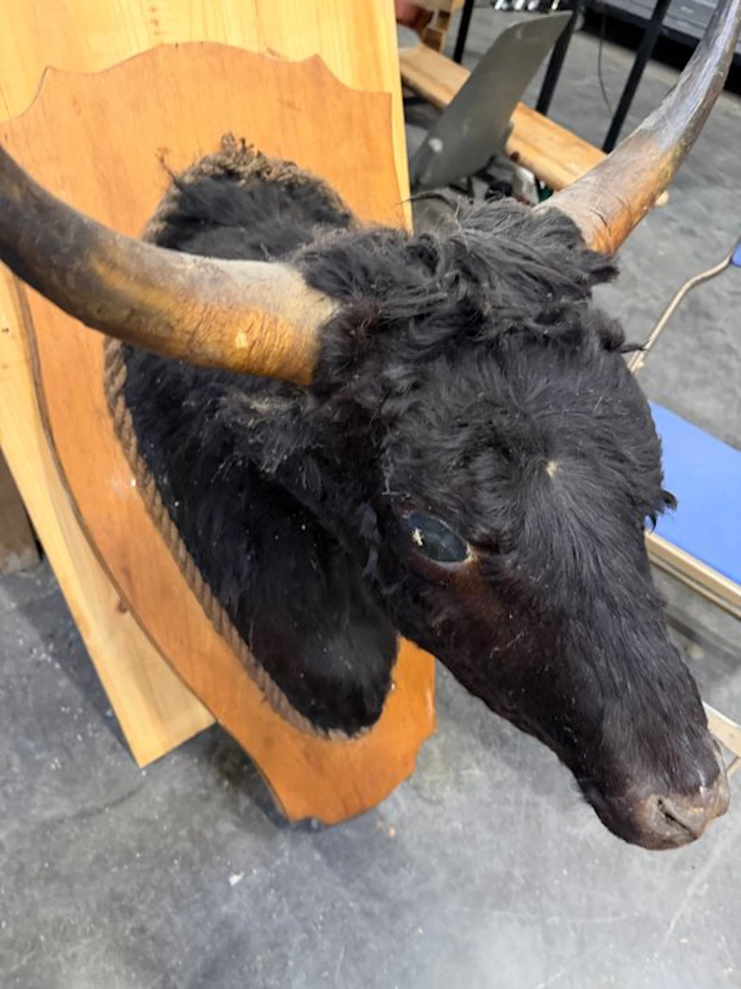 Hunting trophy