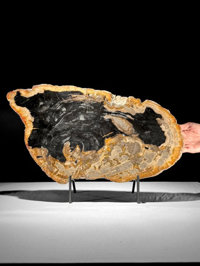 C- Wonderful Large Slice of Petrified Wood on a custom...