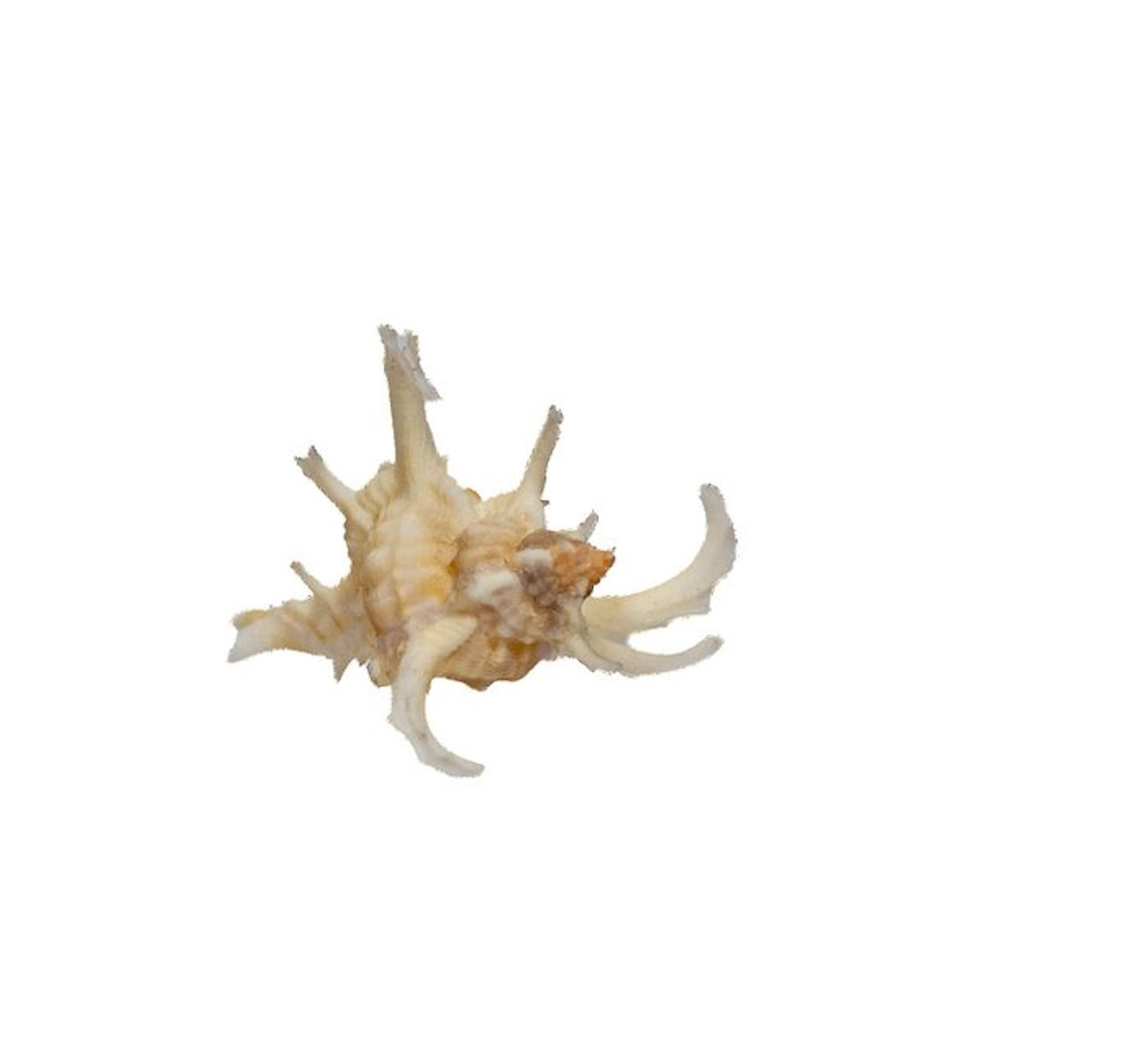 Chicoreus axicornis (40 mm