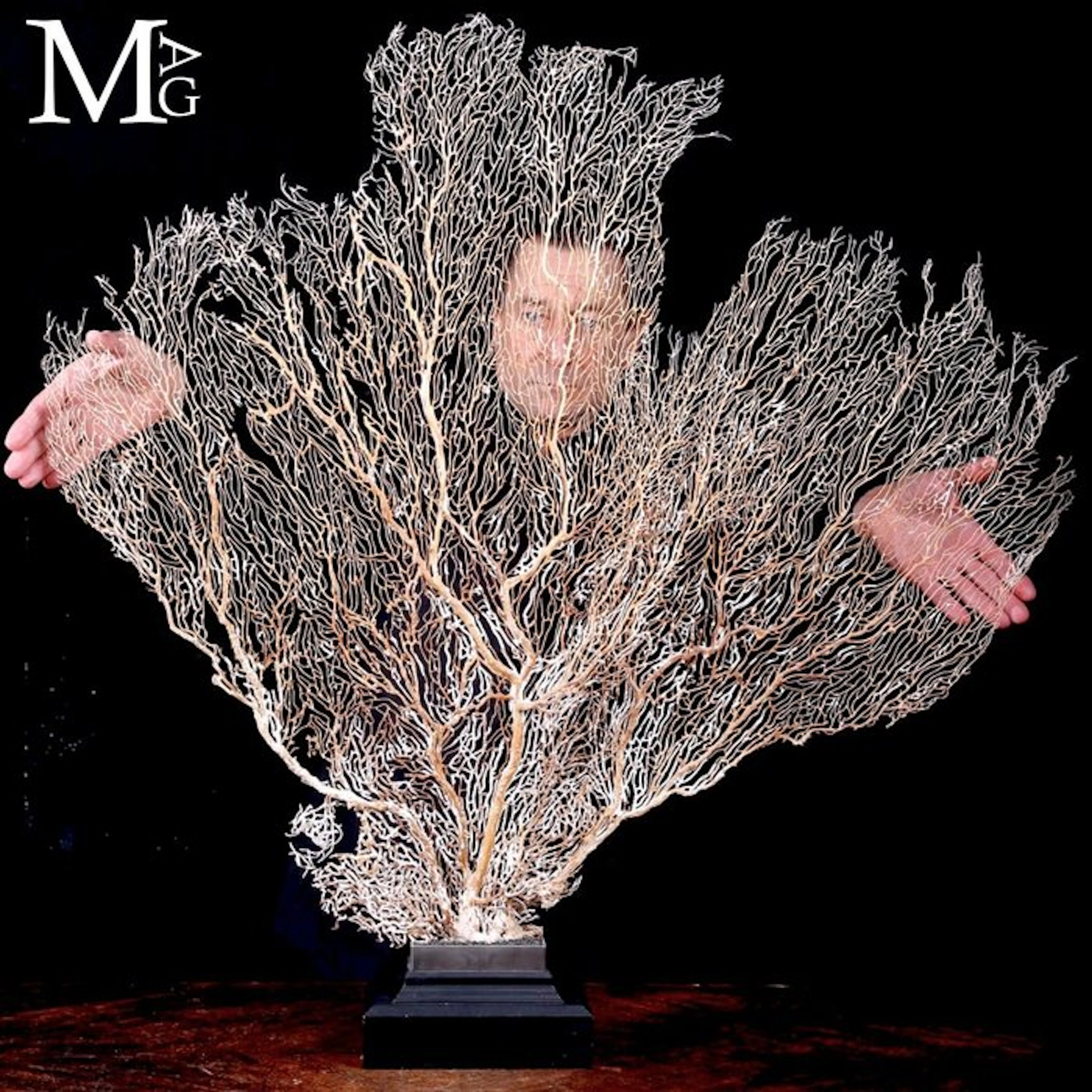 Extra-large natural sea fan white structure Monumental...