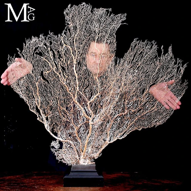 Extra-large natural sea fan white structure Monumental...