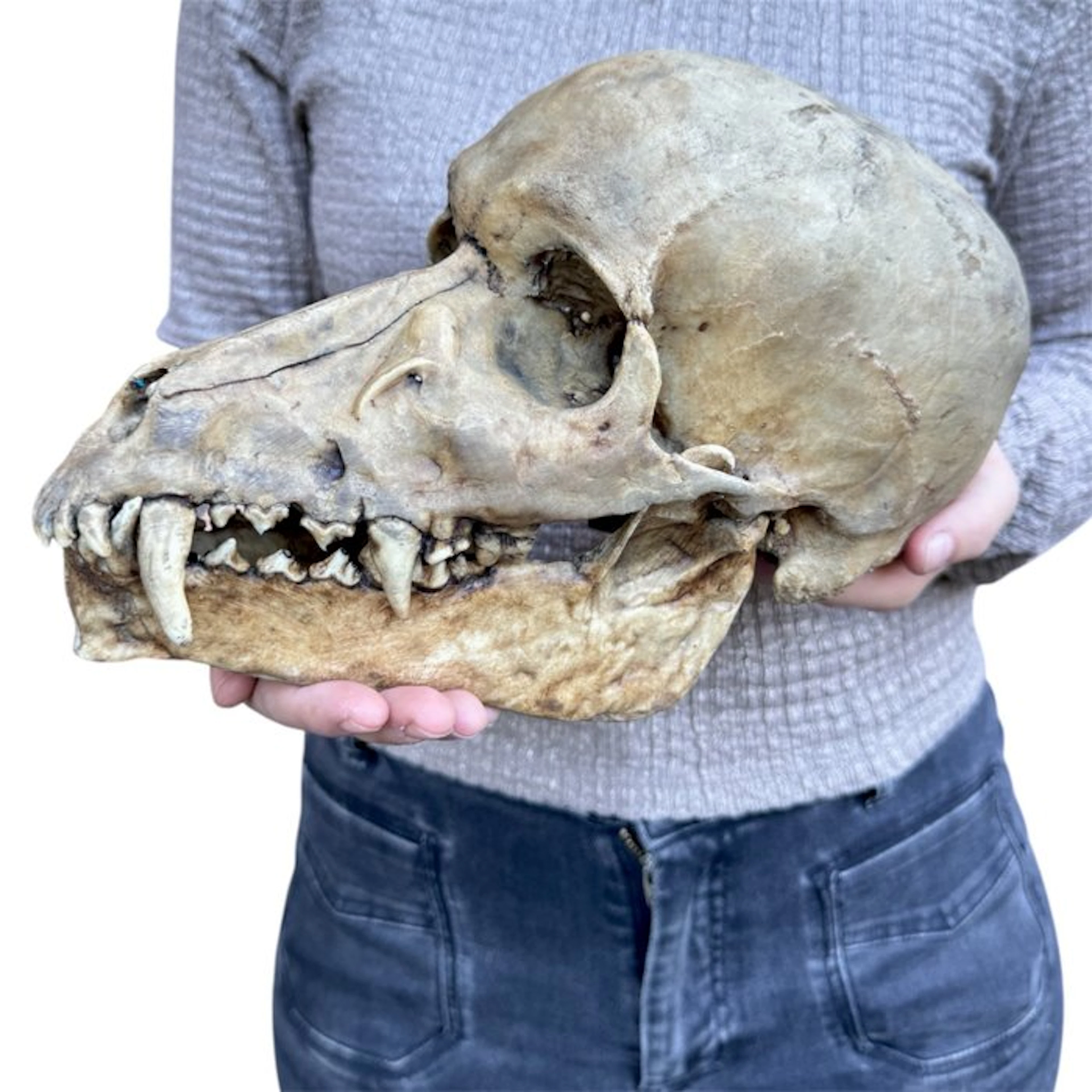 Werewolf skull cast Taxidermy replica mount...