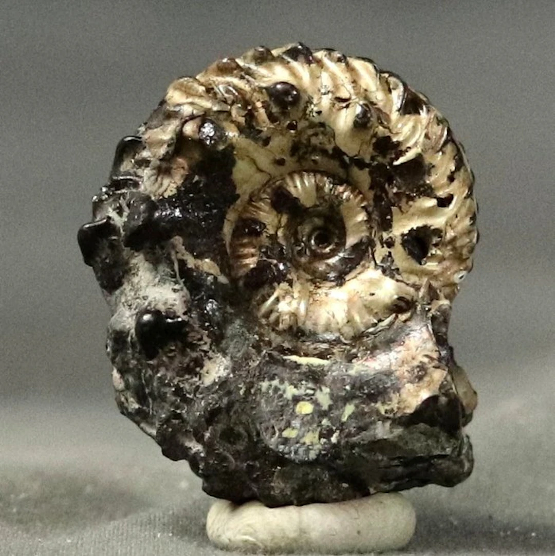 Fine and striking ammonite - Iridescent - Fossilised...
