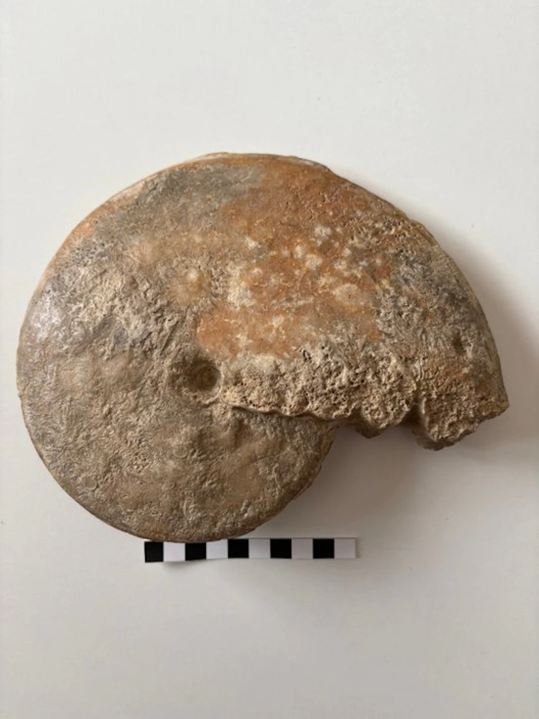 Ammonite - Fossilised shell - 16 cm - 21 cm