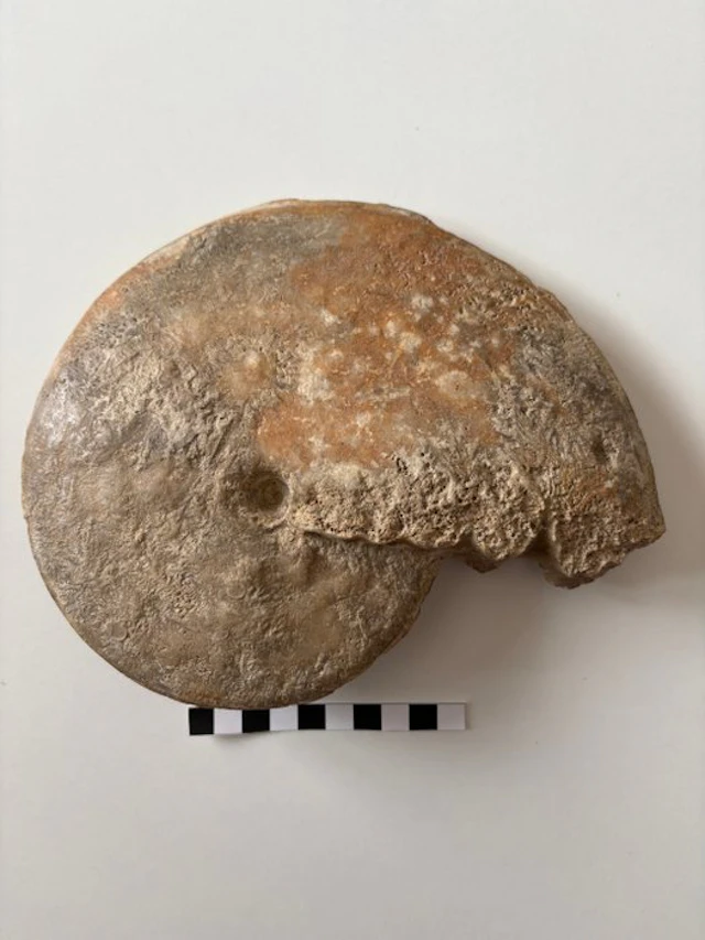 Ammonite - Fossilised shell - 16 cm - 21 cm