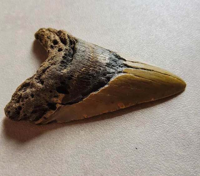 Megalodon - Fossil tooth - 12 cm - 8 cm