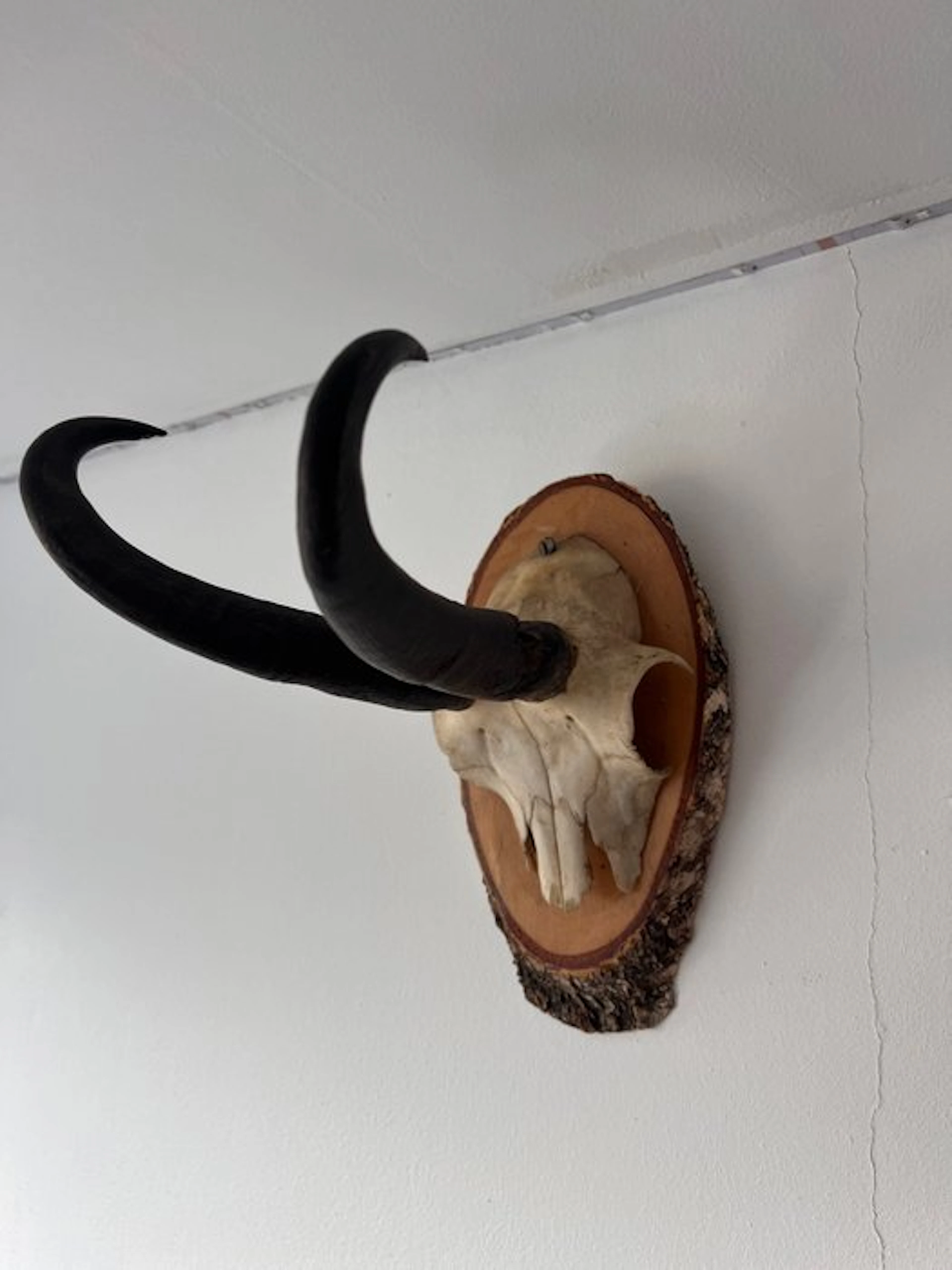 Gemsbok Skull with antlers - Gems - 22 cm - 10 cm - 20 cm - (1)