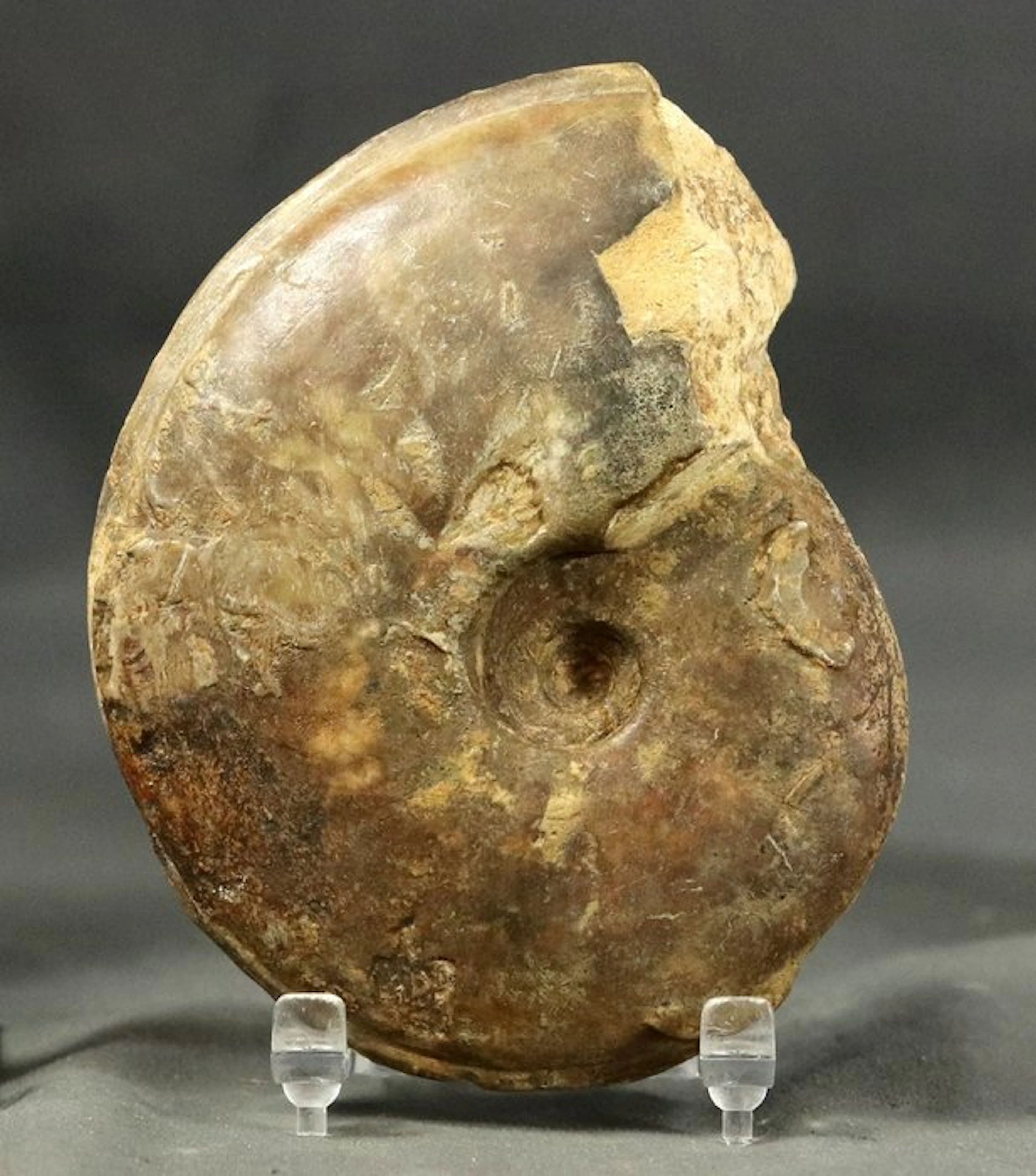 Finest ammonite - Fossilised animal - Dorsetensia...