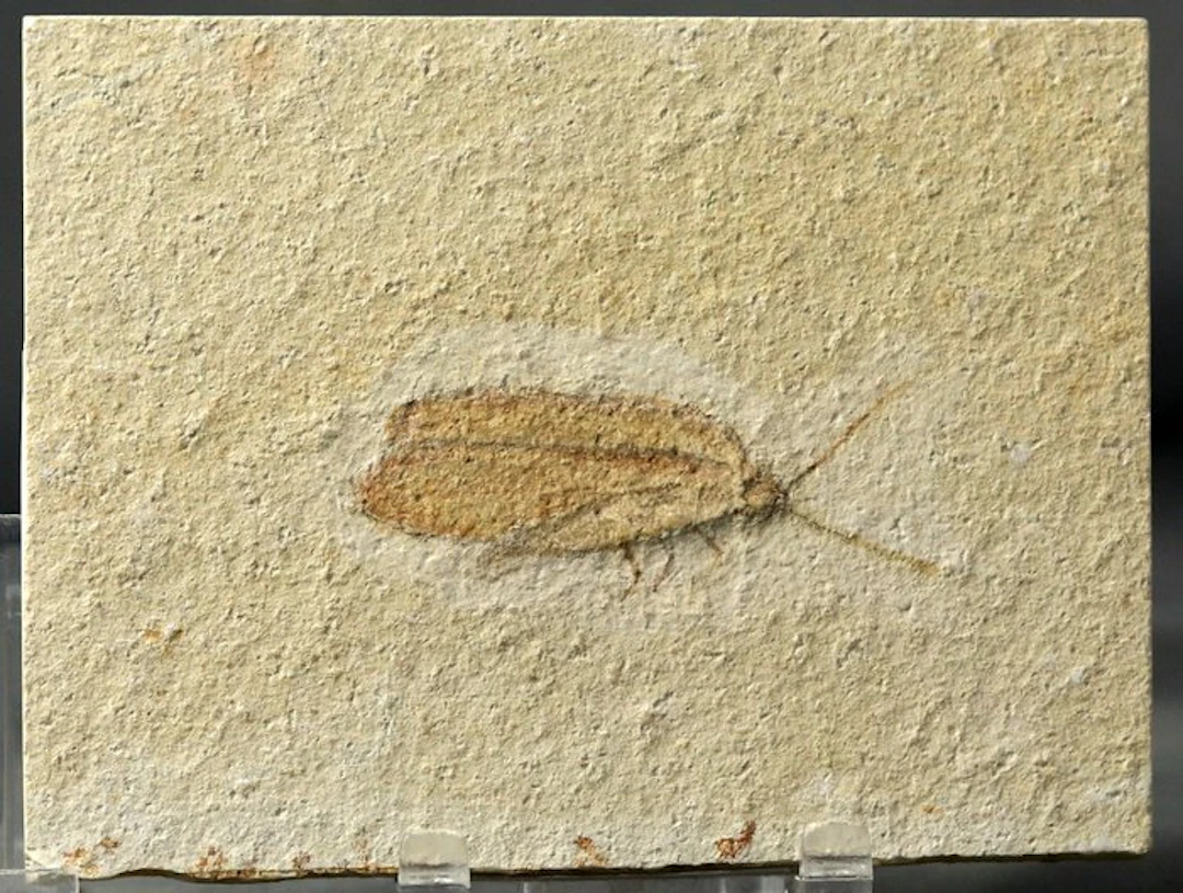 A finely preserved fossil insect (4.9 cm !! )...