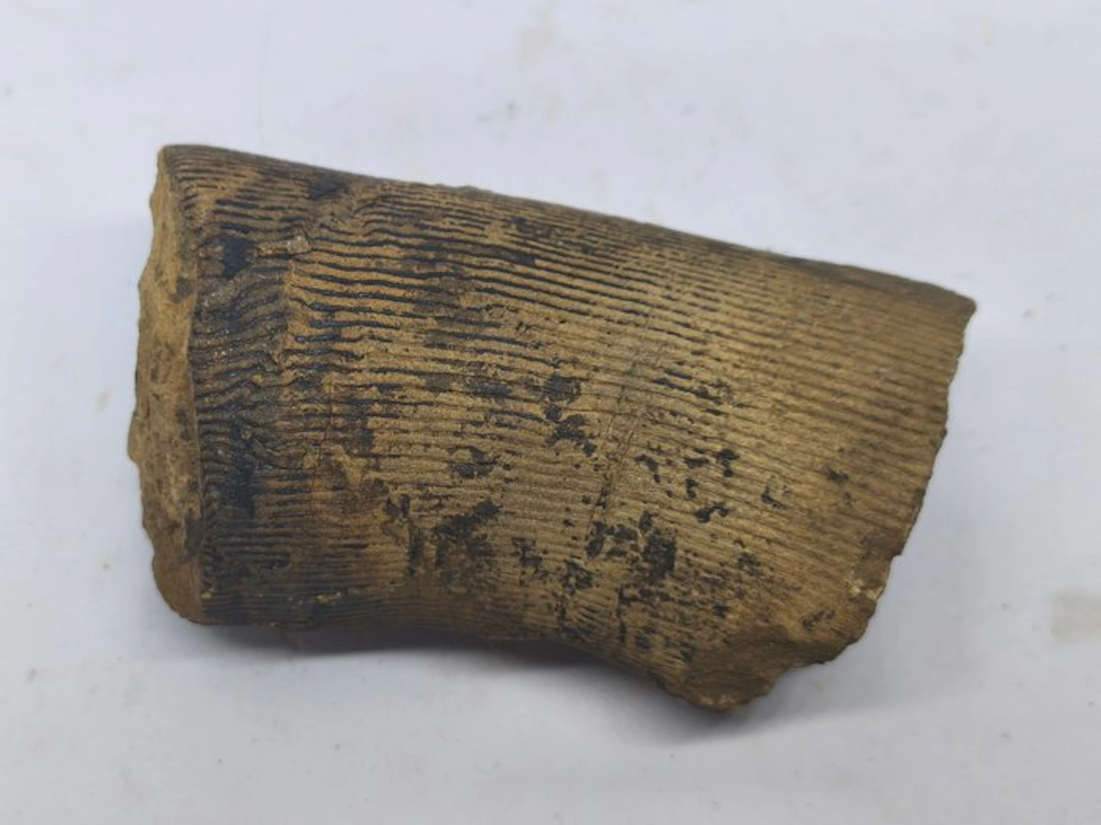 Horsetail - Fossilised wood - Calamite - 5 cm - 7 cm (No reserve price)