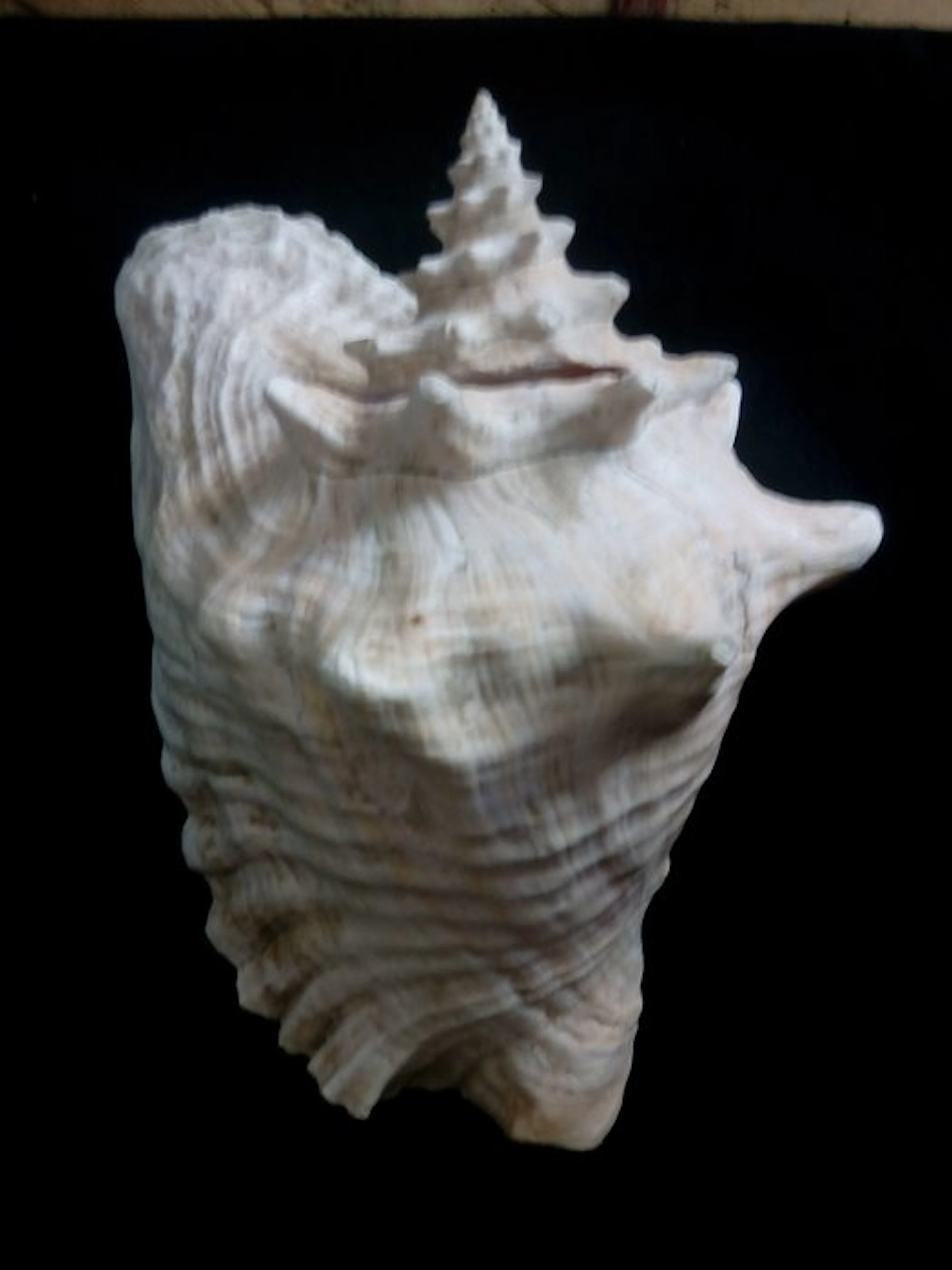 Conch Sea shell - Lobatus Gigas (Strombus Gigas) - Conque Royale