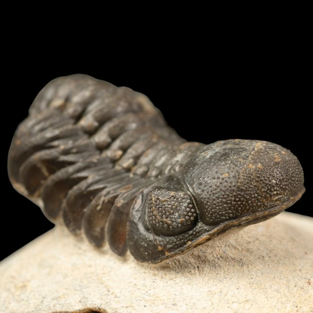 Trilobites: Witnesses of the Dawn of Life Trilobite...