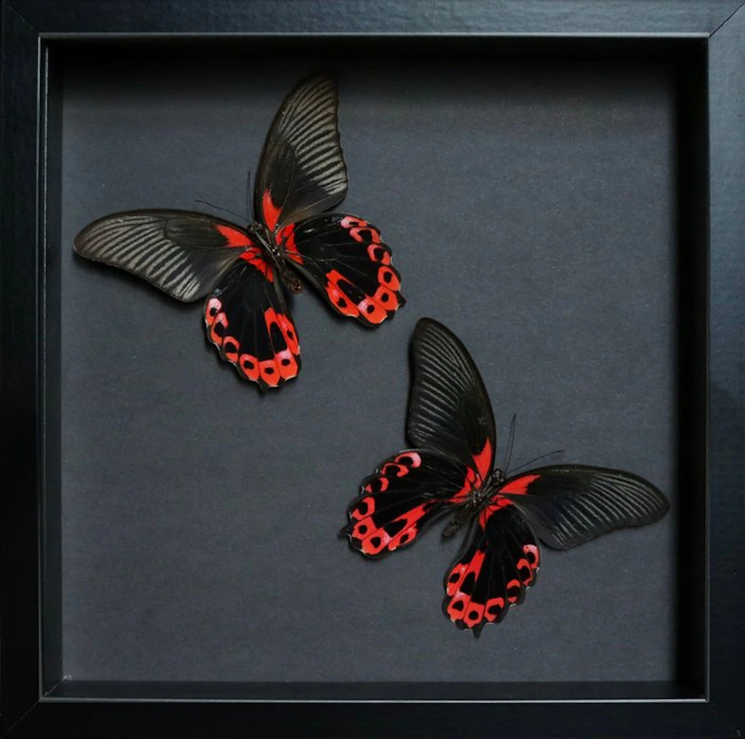Butterfly Taxidermy full body mount - Papilio rumanzovia...