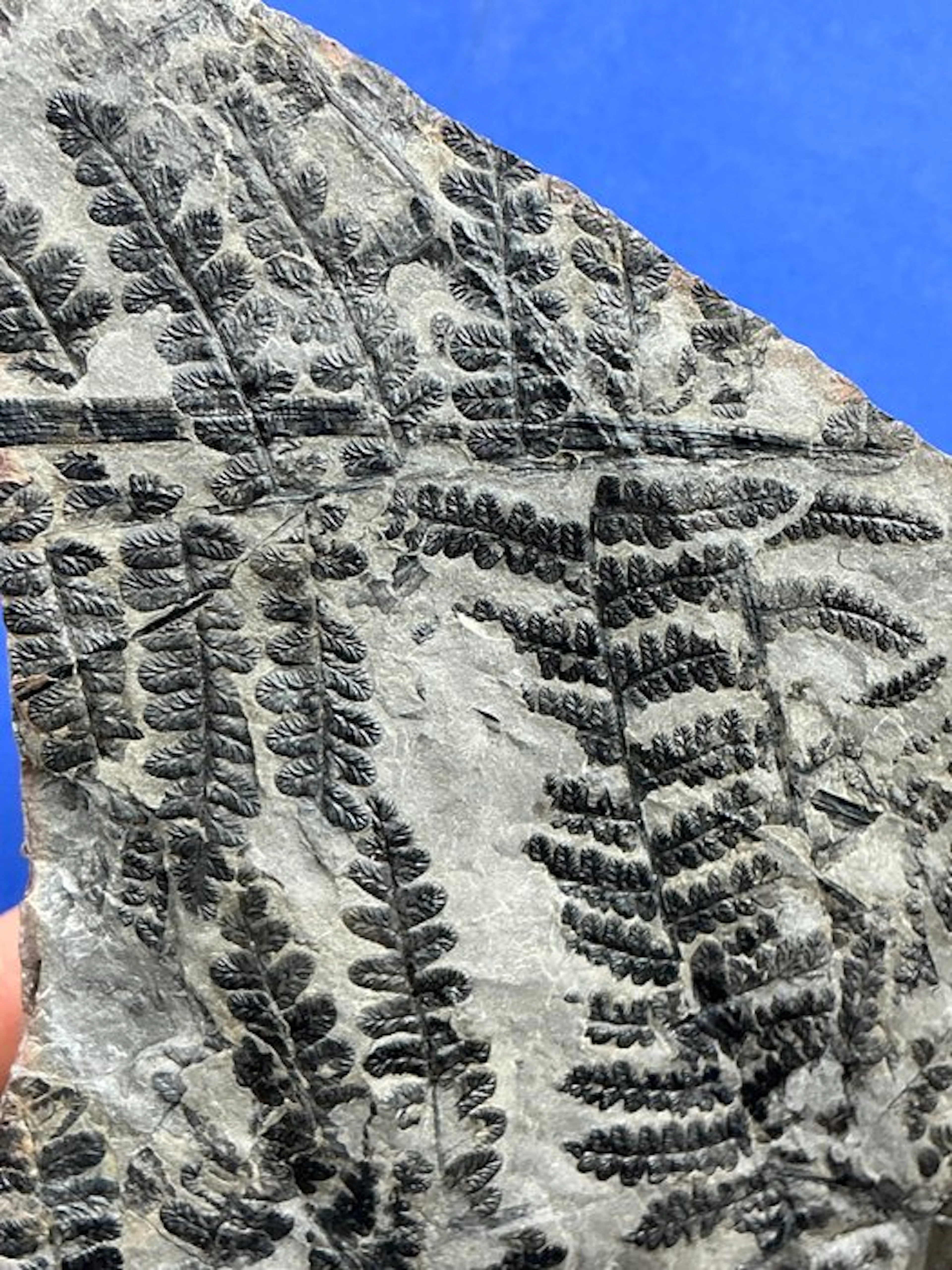 Magnificent carboniferous plant fossil - Fossilised plant...
