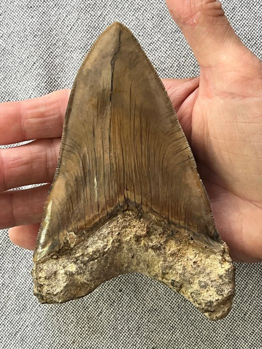 Huge Megalodon tooth 13,3 cm - Fossil tooth - Carcharocles megalodon