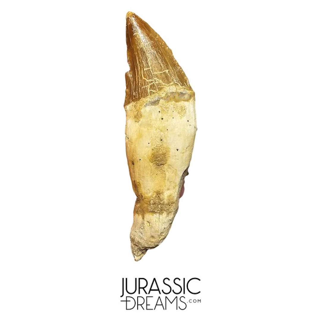Huge Basilosaurid -cf Pappocetus- (Primitive Whale...