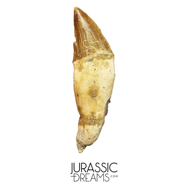 Huge Basilosaurid -cf Pappocetus- (Primitive Whale...