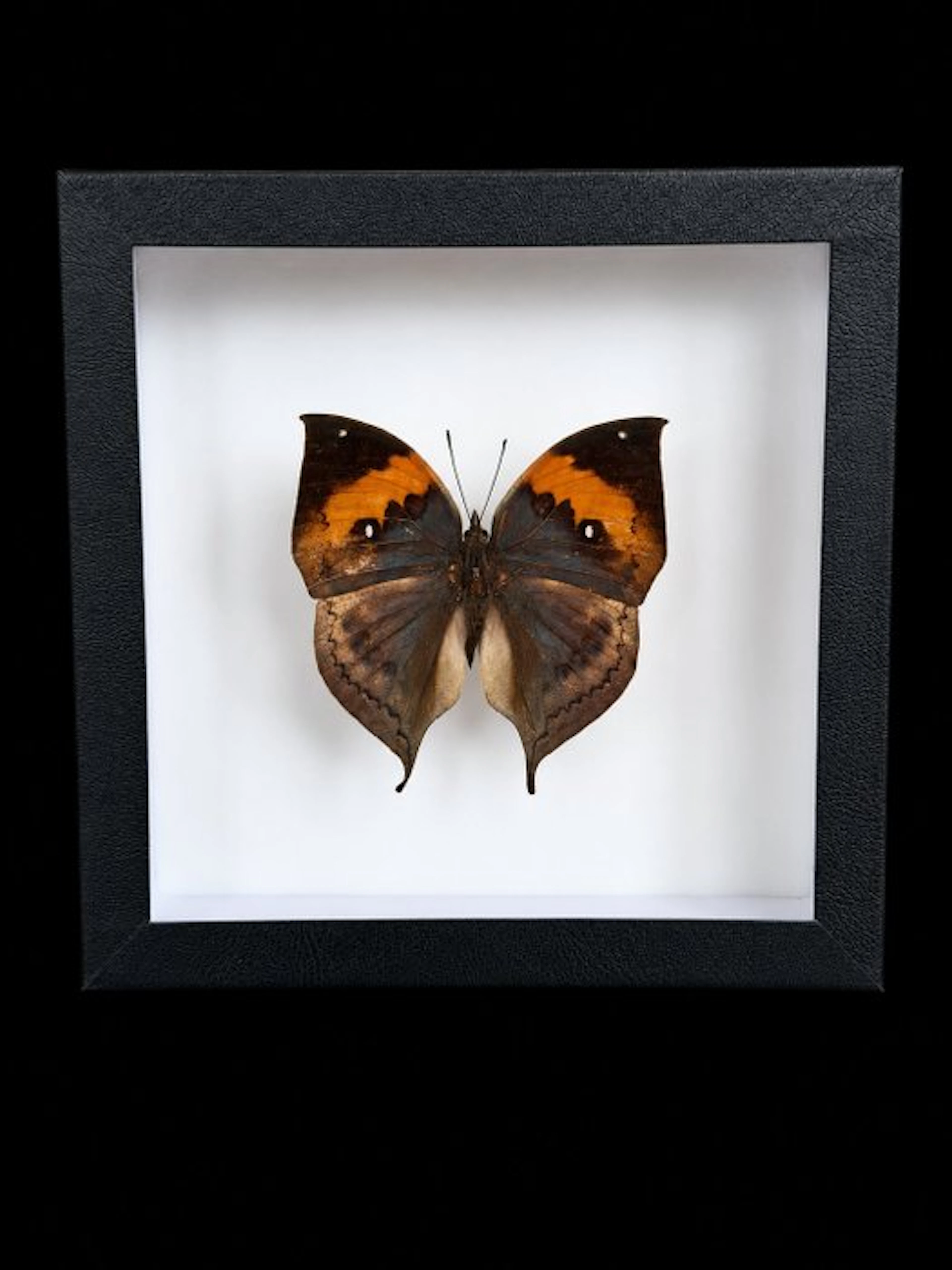 Butterfly Taxidermy full body mount - Kallima inachus...