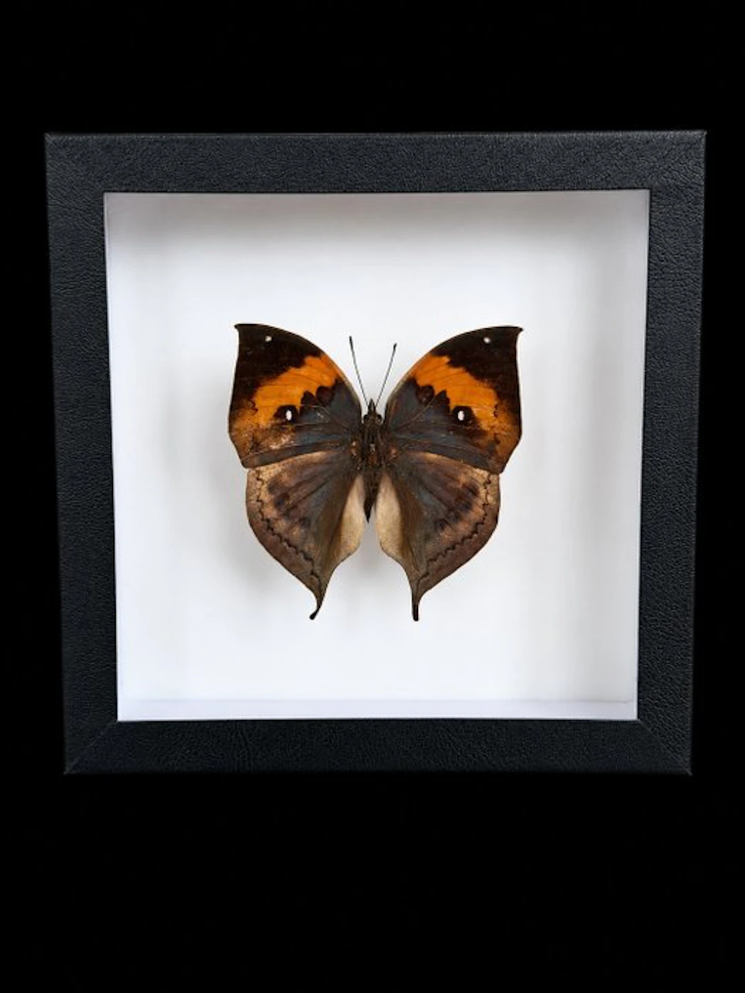 Butterfly Taxidermy full body mount - Kallima inachus...